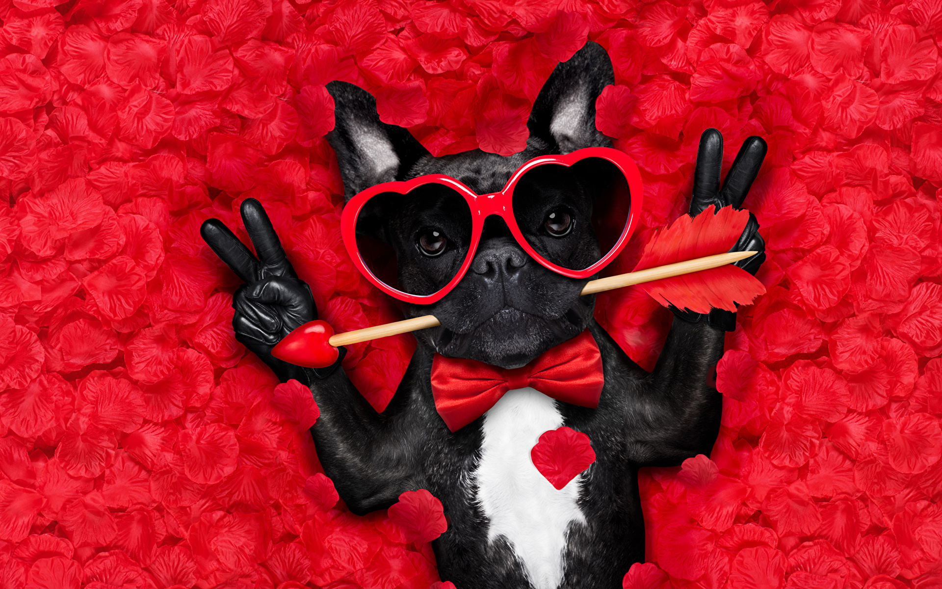 Wallpaper Bulldog Valentine's Day Dogs Heart Funny Fingers 1920x1200
