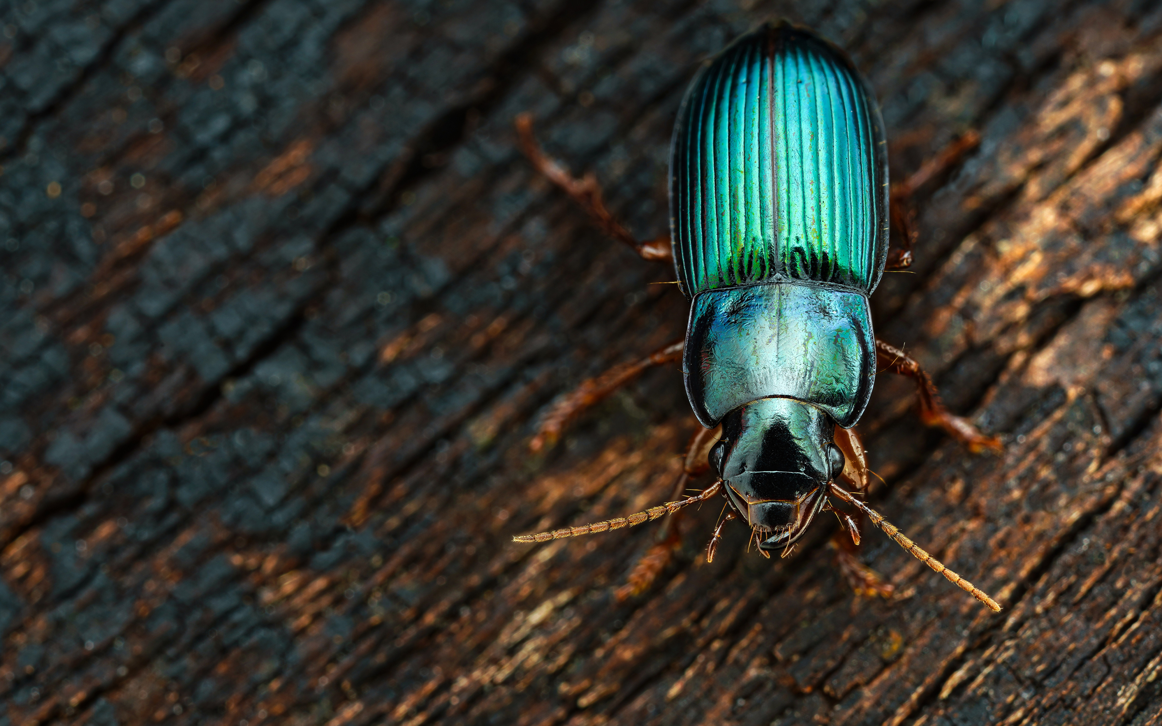 3840x2400 Coleoptera Insectos De cerca harpalus affinis animales, un animal Animalia
