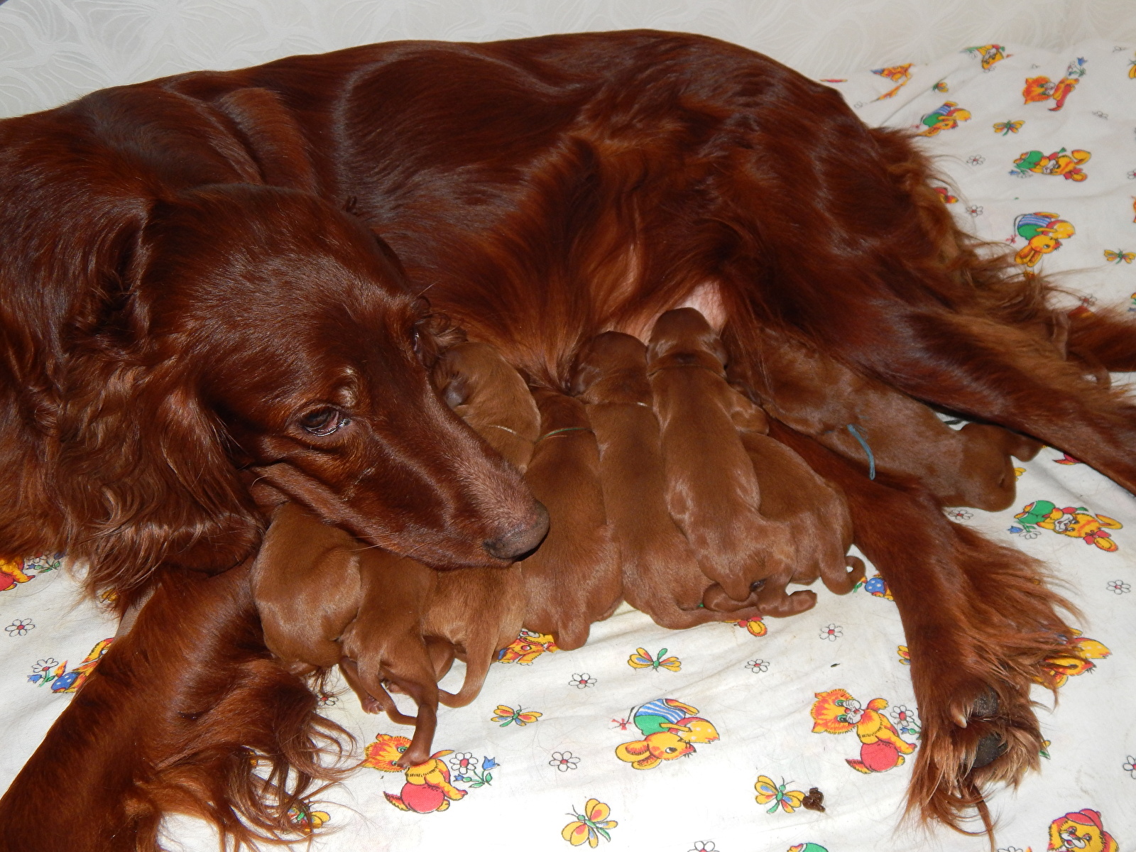 zdjęcie szczeniaka Seter irlandzki pies domowy zwierzę 1600x1200 Szczeniak szczeniaczki Psy domowe Zwierzęta