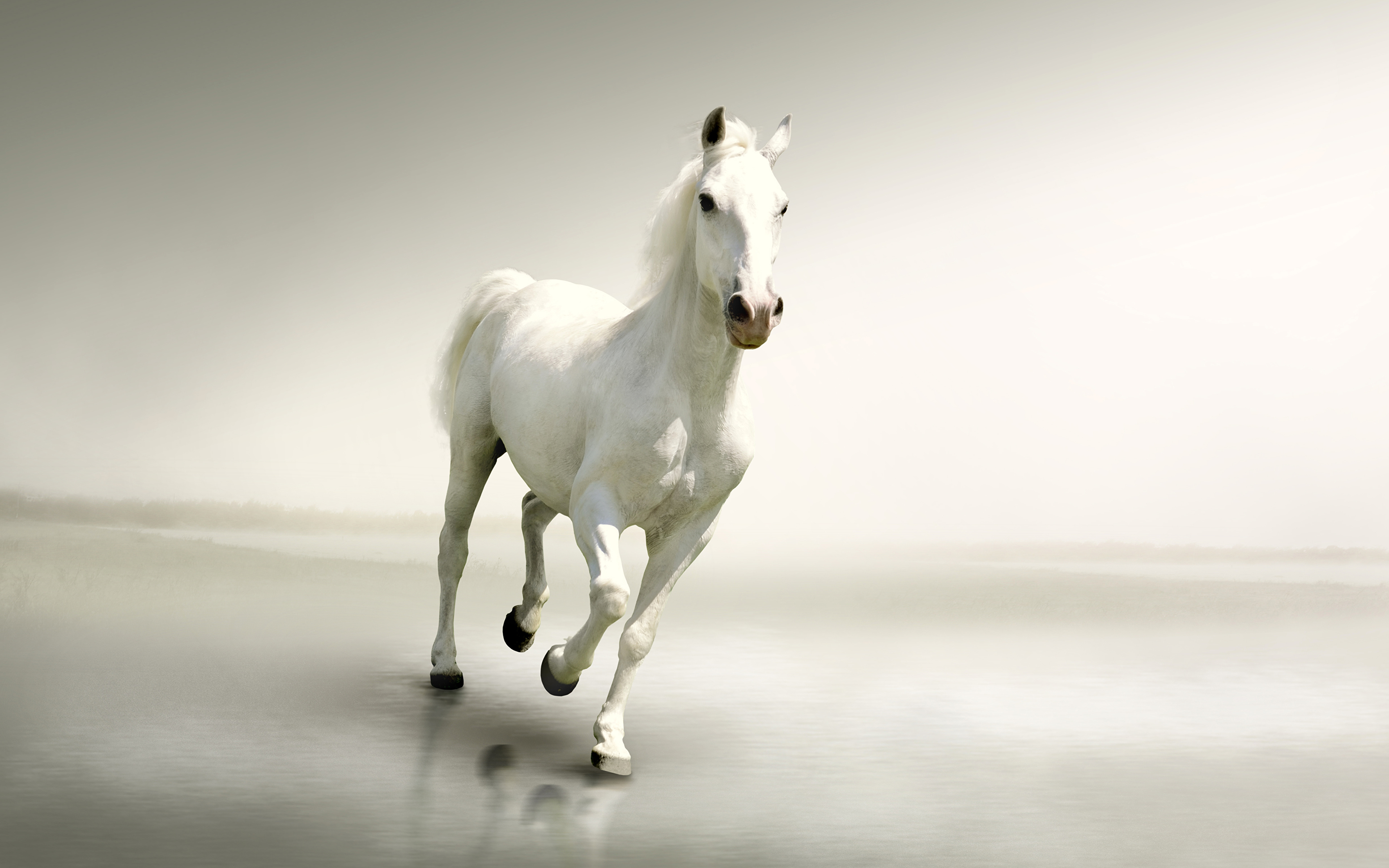 Desktop Wallpapers horse Running White animal 3840x2400