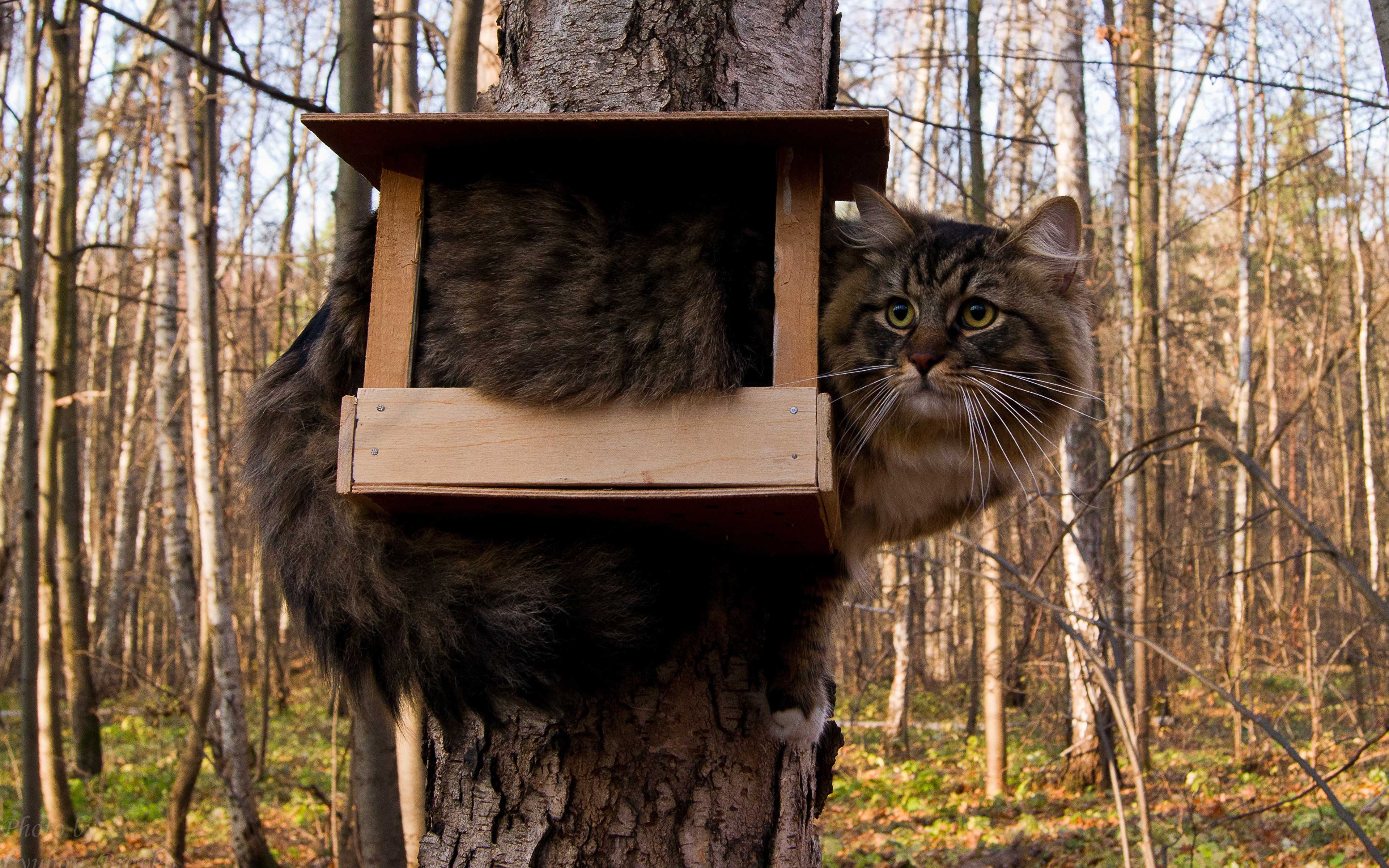 Лесной веселей. Кот в скворечнике. Кот в кормушке для птиц. Кот на дереве. Коты на деревьях.