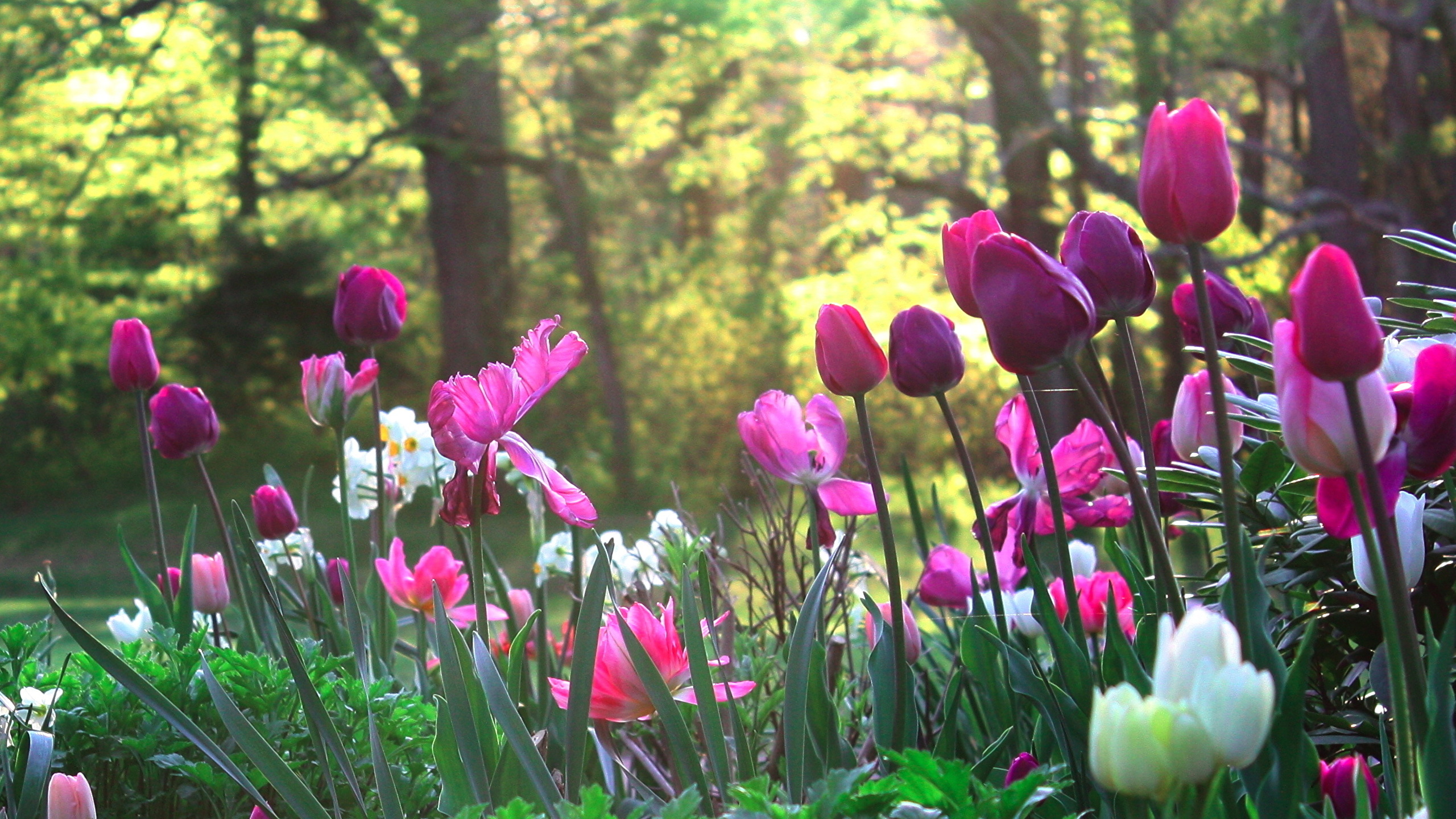 Цветы весны фото красивые