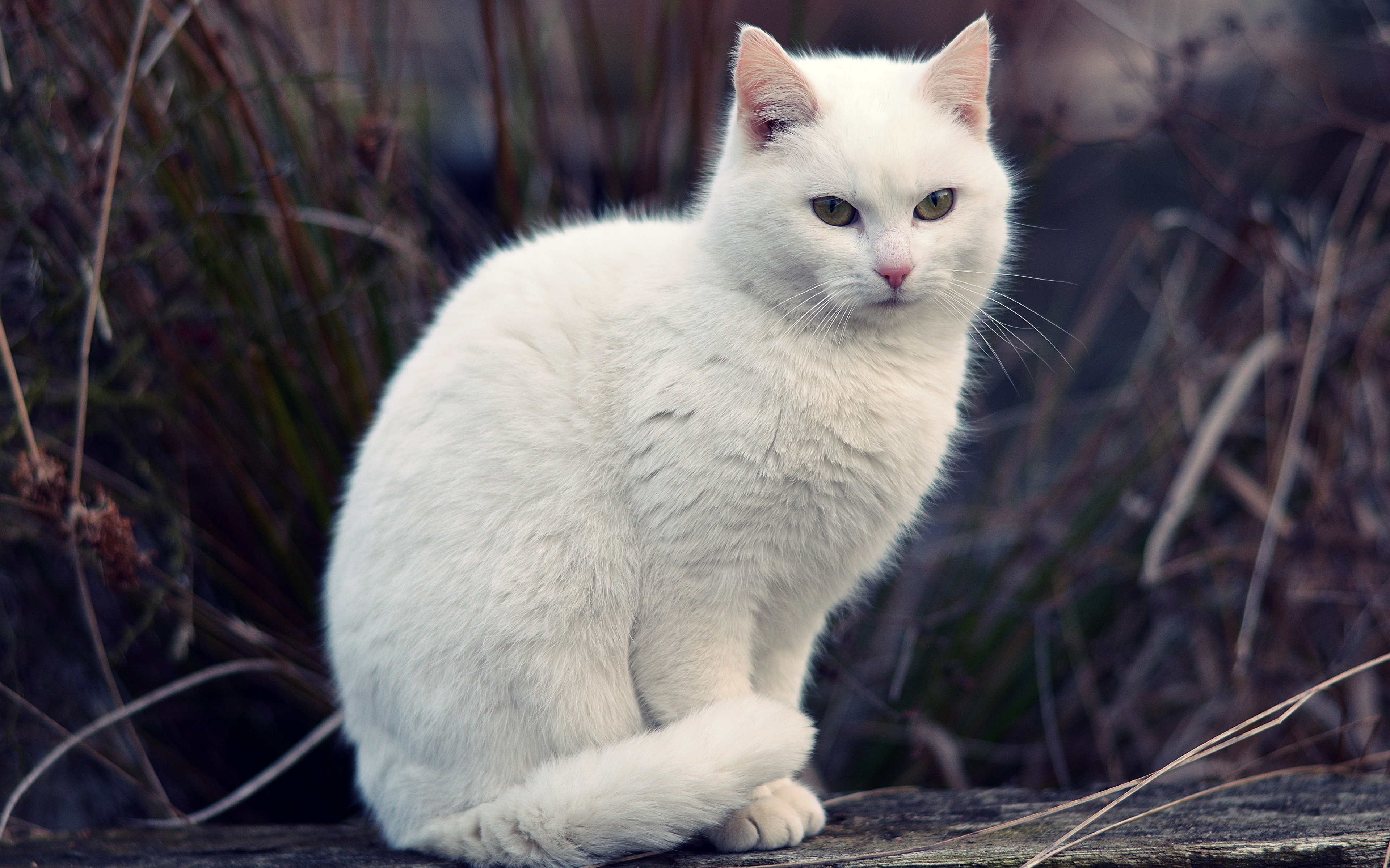Белые кошечки картинки. Турецкая ангора короткошерстная. Кошка белая. Белый котик. Белоснежная кошка.