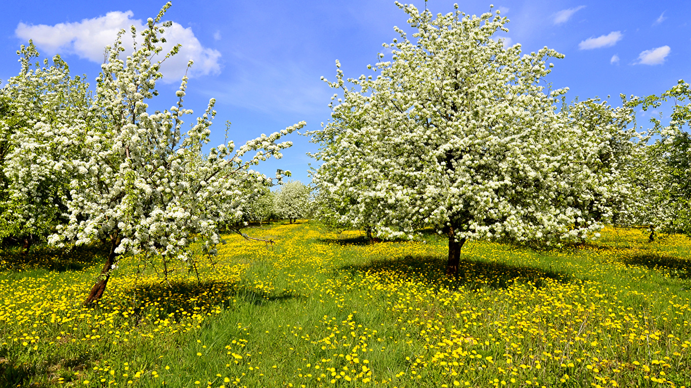 壁紙 1366x768 季節 春 花の咲く木 タンポポ 草 自然 ダウンロード 写真