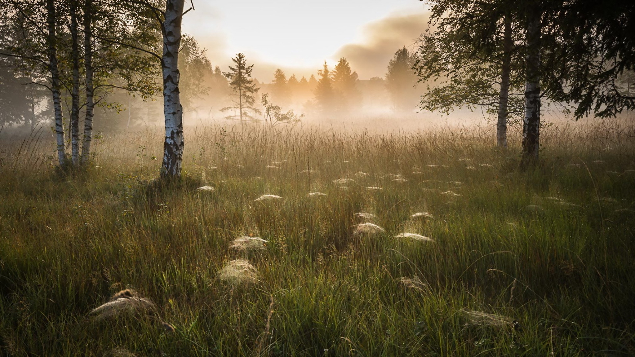 Туман туман кружится голова. Утро в лесу. Утренняя Поляна в лесу. Туманное утро в лесу. Утренний лес.
