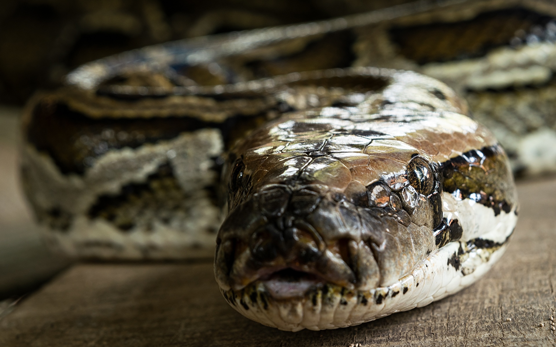 壁紙 19x10 クローズアップ ヘビ Python 頭 ボケ写真 動物 ダウンロード 写真