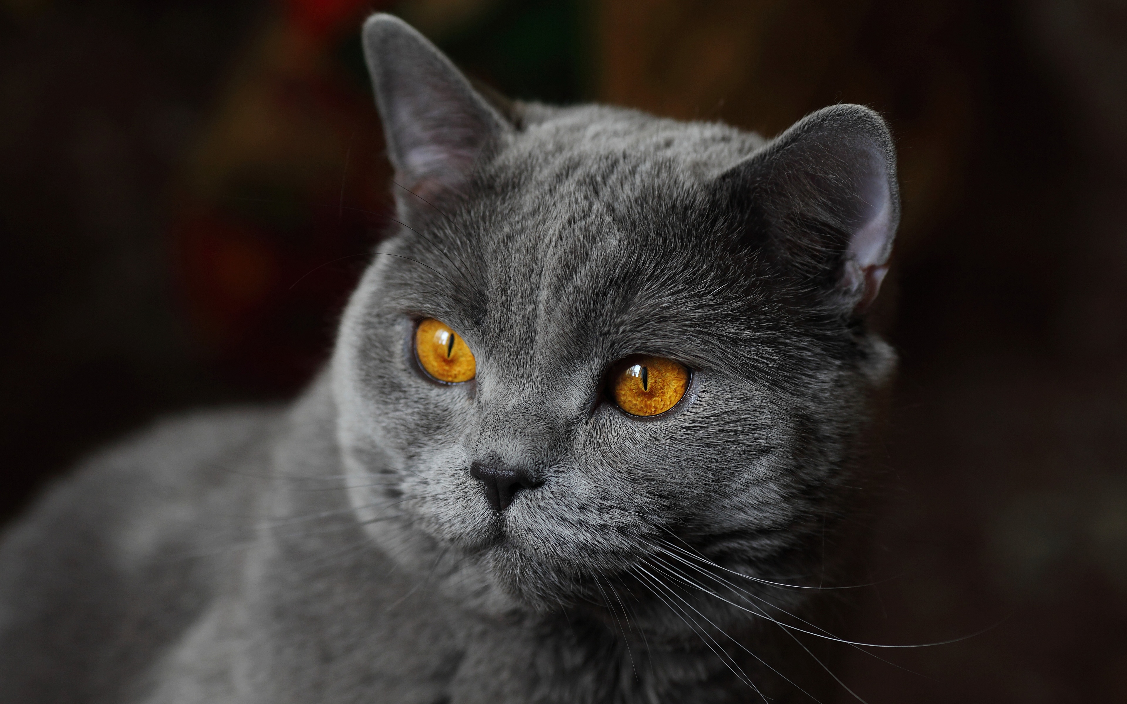 壁紙 3840x2400 飼い猫 ブリティッシュショートヘア 動物のスナウト 凝視 灰色 動物 ダウンロード 写真