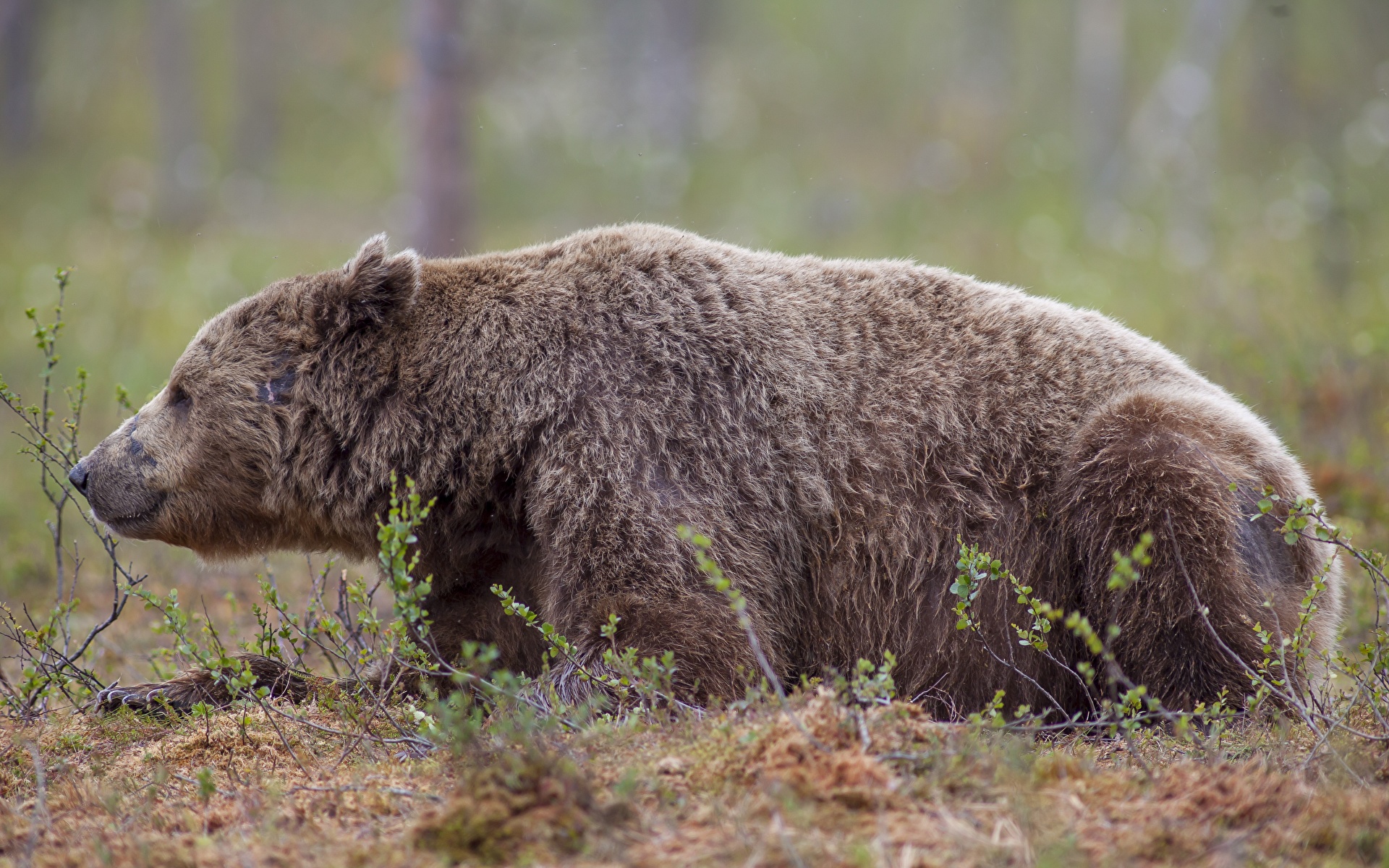 Desktop Hintergrundbilder ein Bär Liegen unscharfer Hintergrund Seitlich ein Tier 1920x1200 Bären Liegt ruhen hinlegen Bokeh Tiere