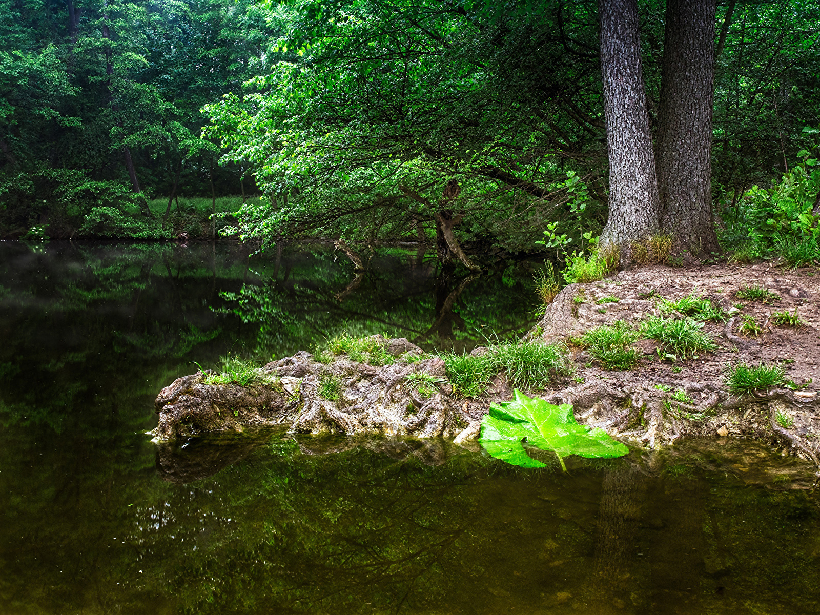 Photos Vienna Austria Nature park Pond Trees 1600x1200