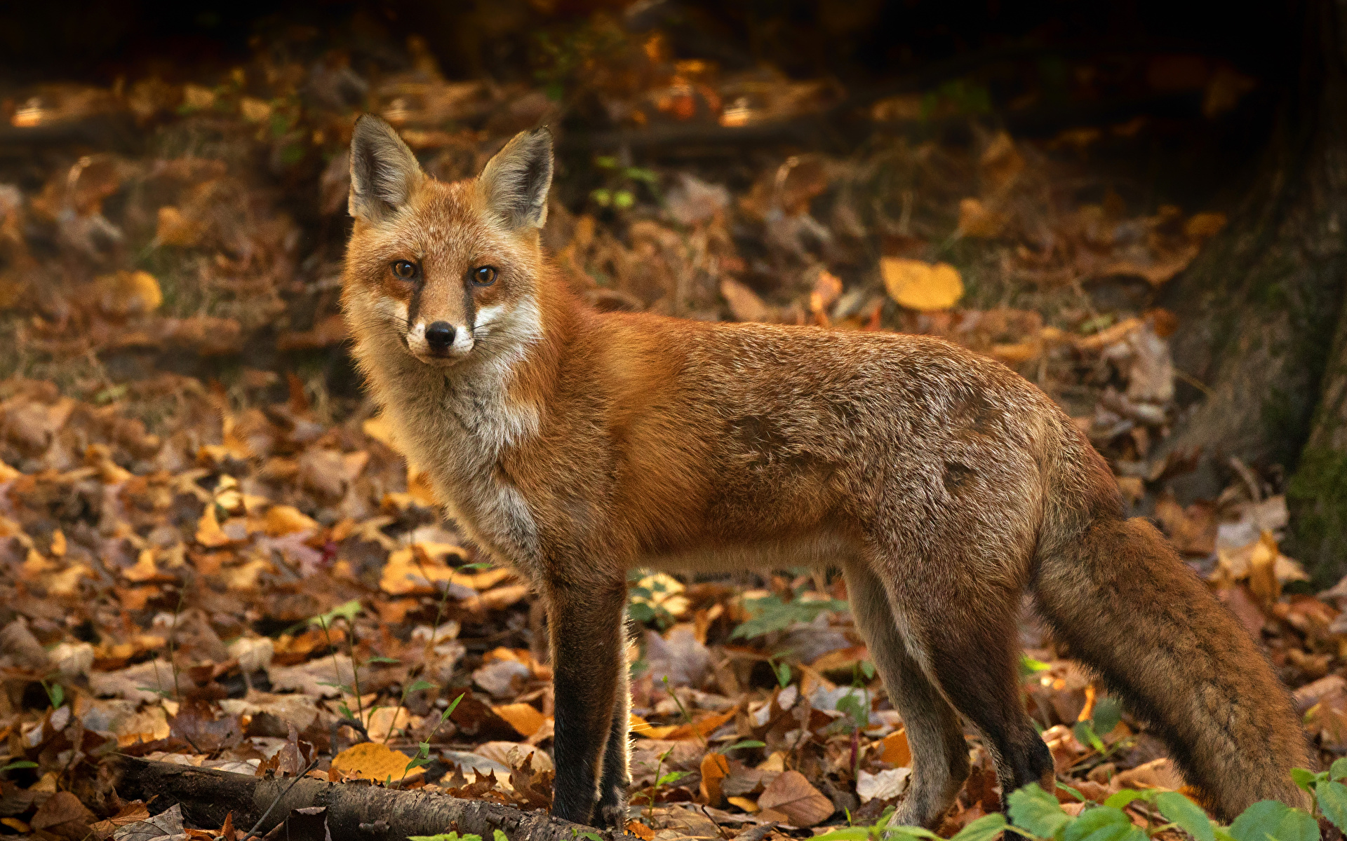 Images Foxes Foliage animal Staring 1920x1200