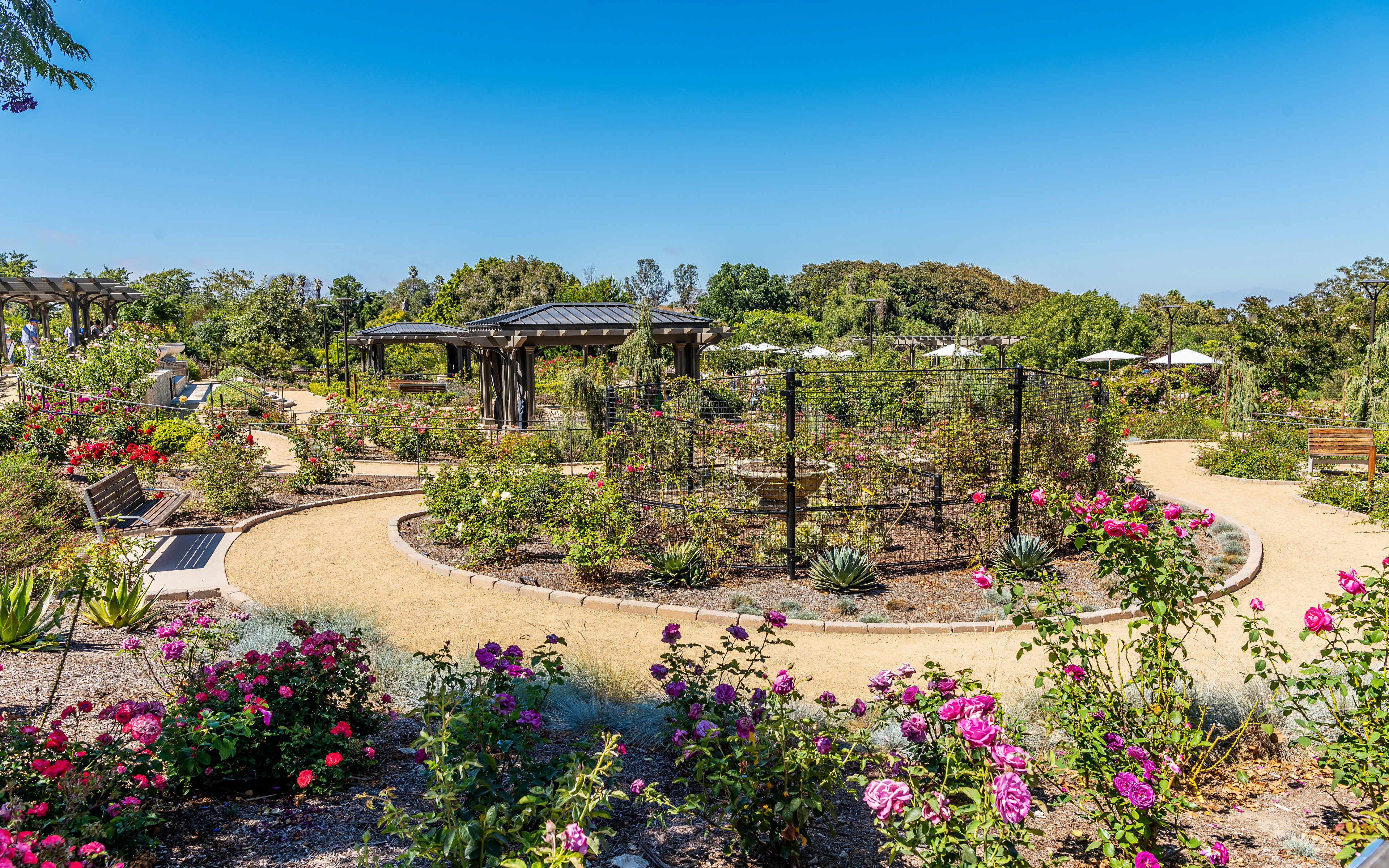 Image California Usa South Coast Botanic Garden Roses 3840x2400