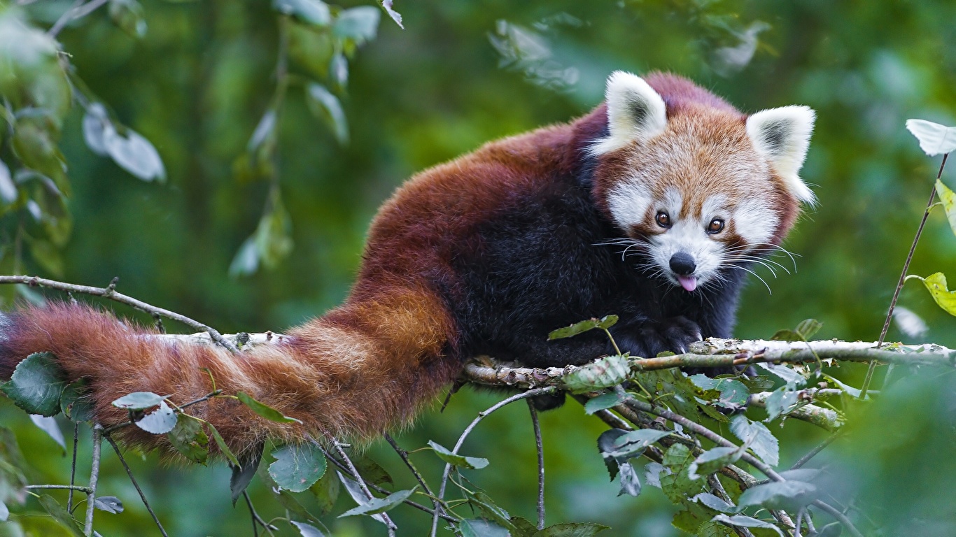 Photo Red panda Giant panda bear Foliage Tail Branches 1366x768