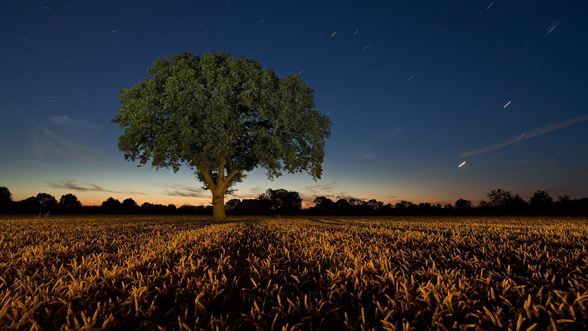 Night field. Дерево в поле ночью. Ночное поле с деревом. Дерево в ночном поле. Одинокое дерево в поле ночью.