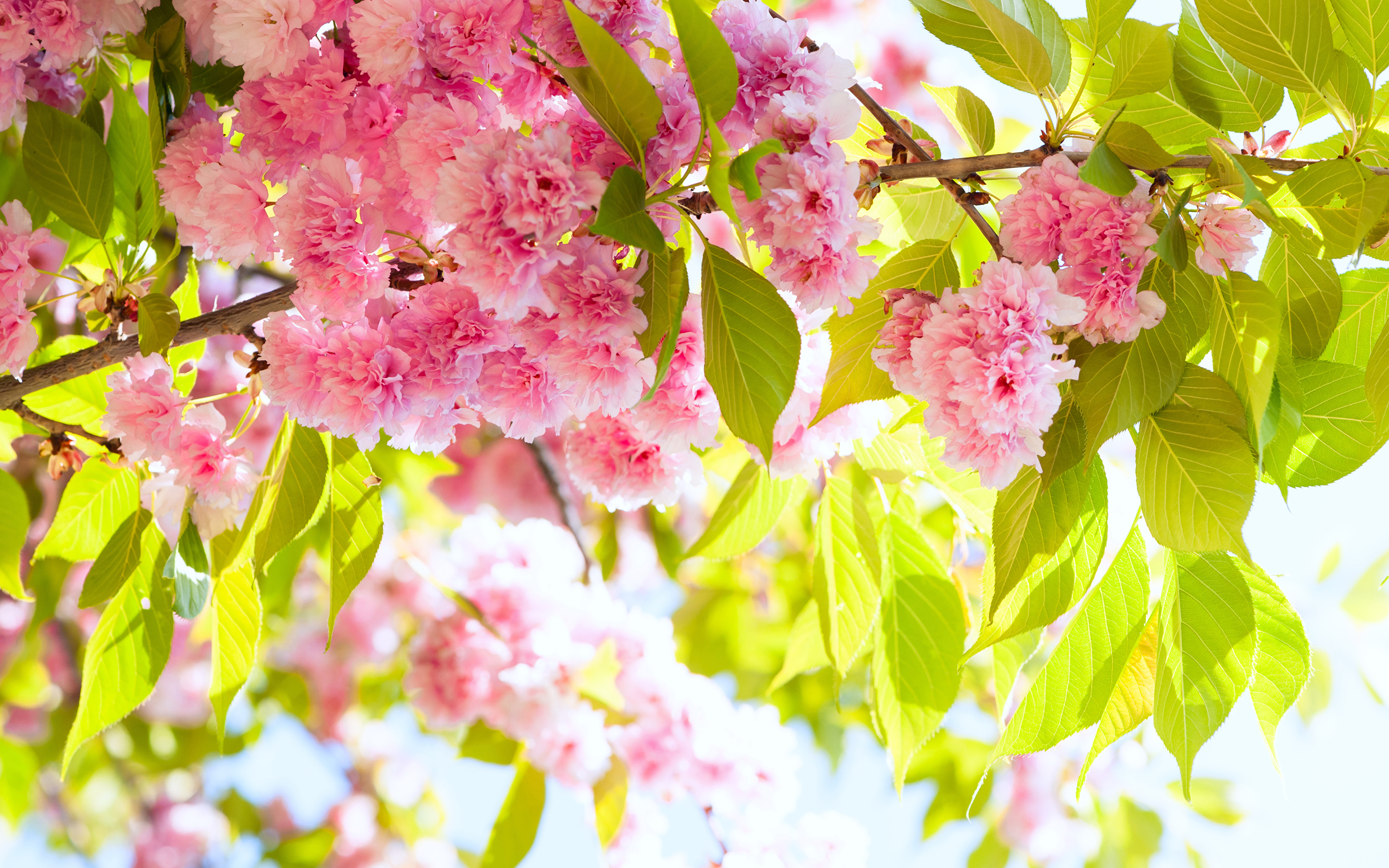 Дерево с розовыми ветками. Цветущие деревья. Весеннее дерево. Красивое цветущее дерево. Цветущее Весеннее дерево.