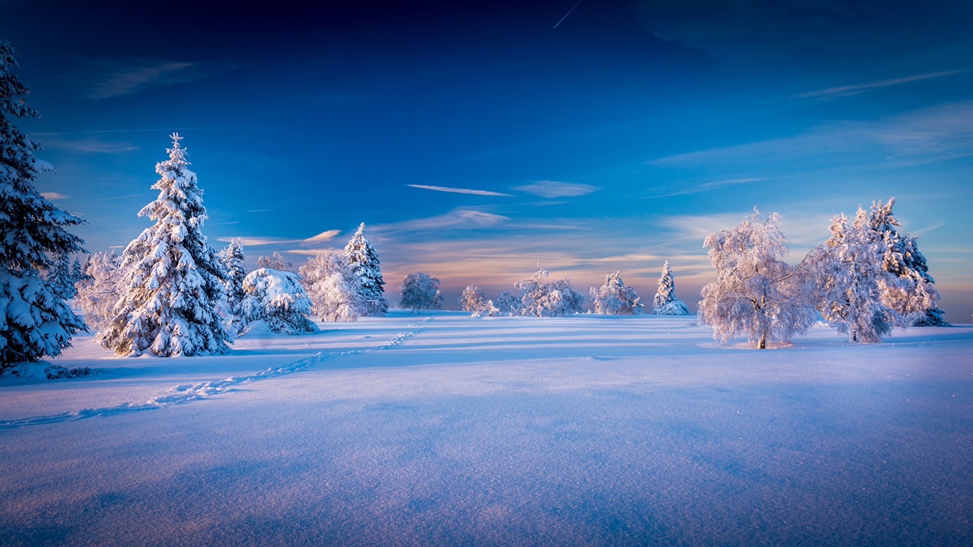 Photo Winter Spruce Nature Sky Snow Scenery Trees 19x1080