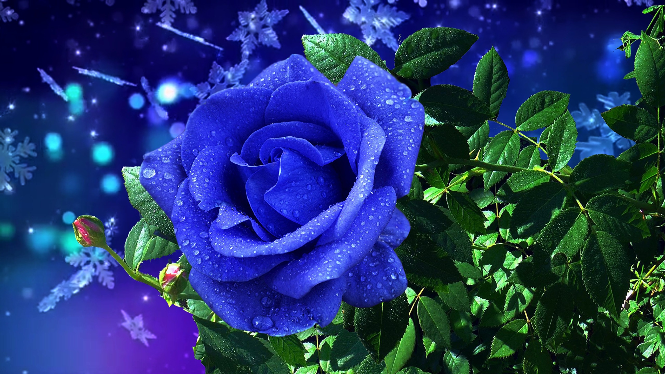Wallpaper Blue Roses Drops Flowers 2560x1440