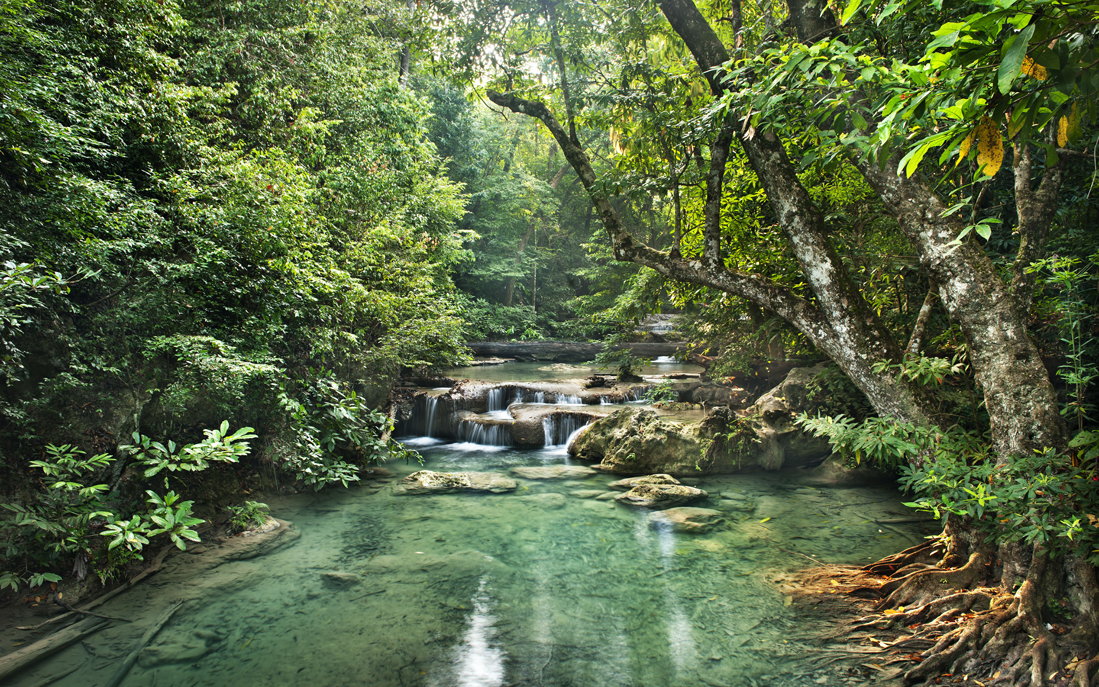 Джангл фото. Река Амазонка 3840 2160. Тропический лес. Природа джунгли. Река в тропическом лесу.