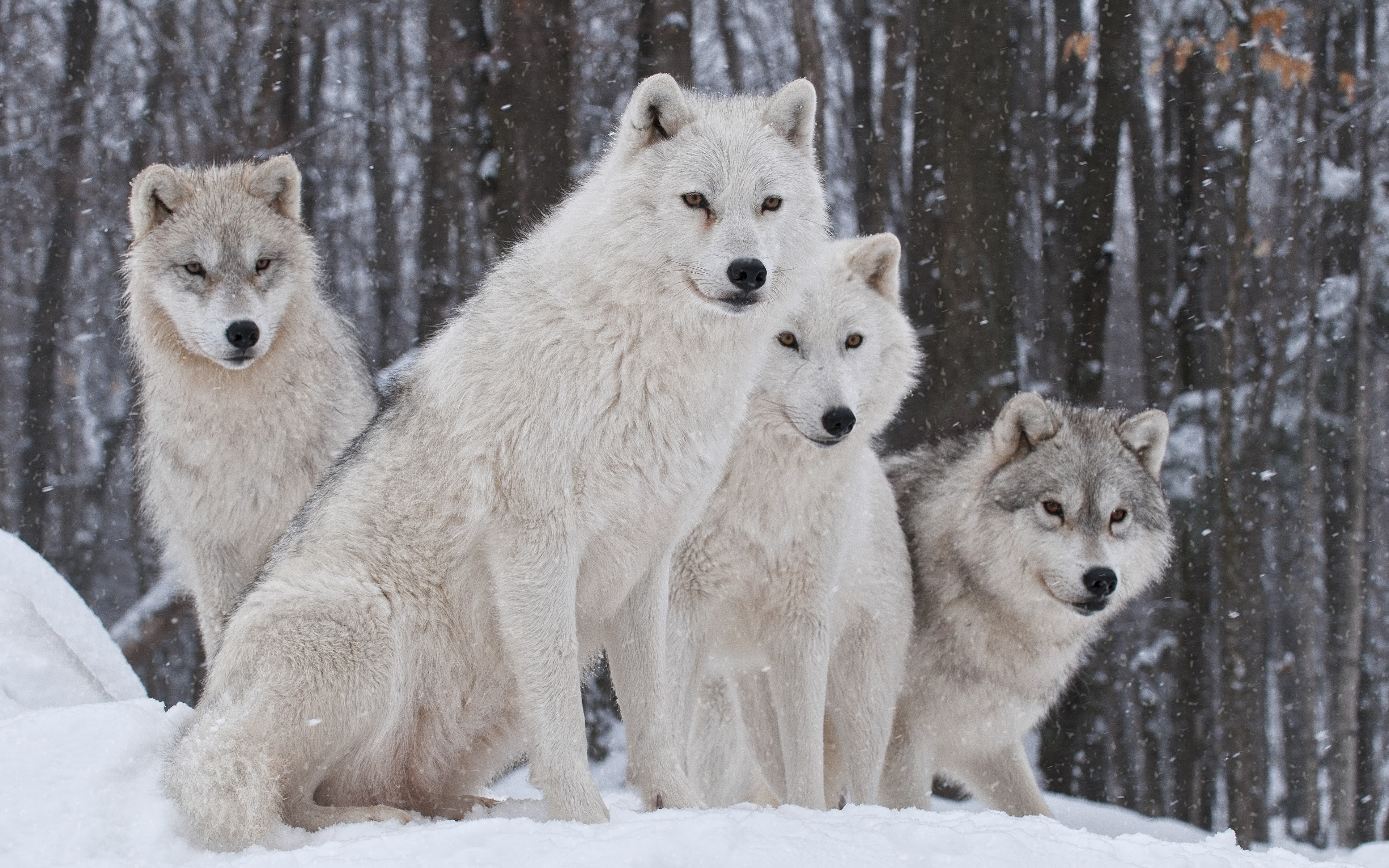 Родина дружелюбного волка