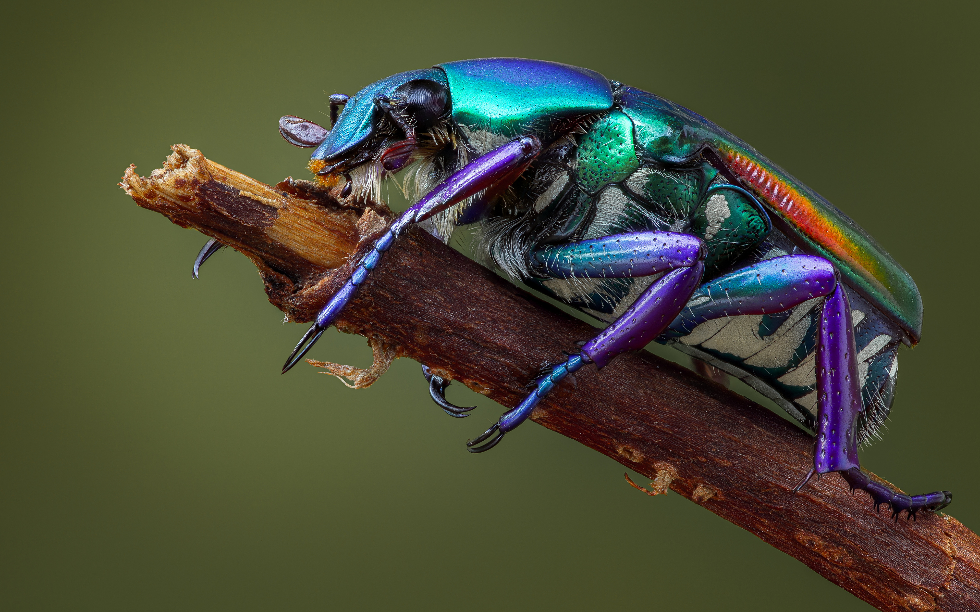 Bilder på skrivbordet Insekter Skalbaggar pygora sanguineomarginata Djur Närbild 3840x2400 skalbagge