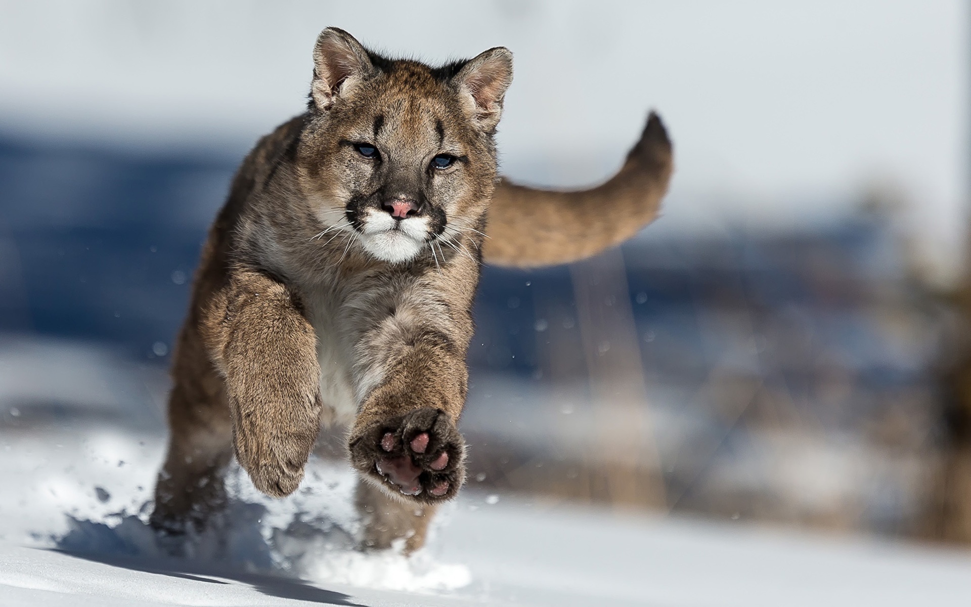 Pumas Big cats Run Snow Animals 1920x1200