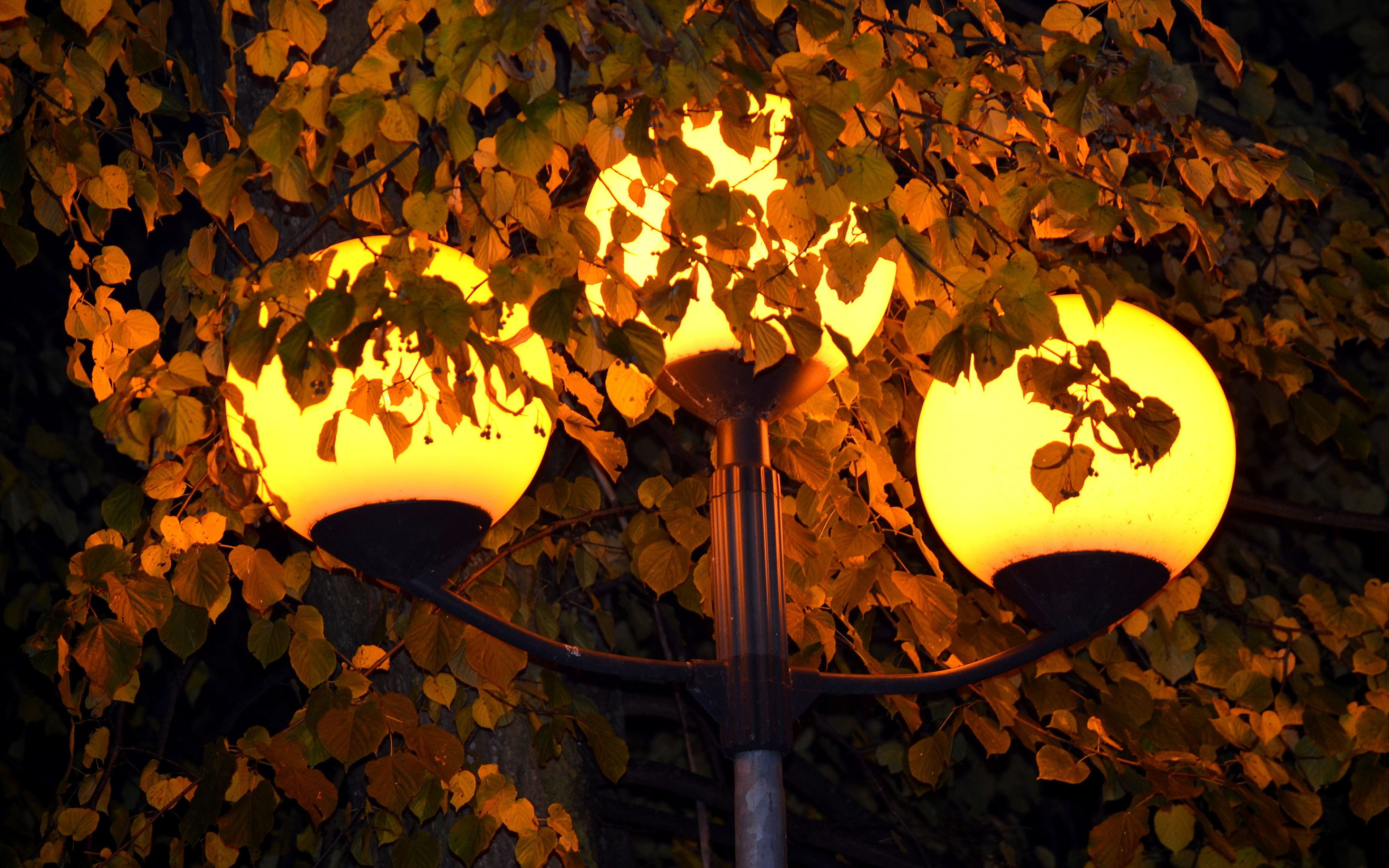 Хасанова свет фонарей. Уличный фонарь ночью. Осенний вечер. Ночные фонари. Фонари в парке.