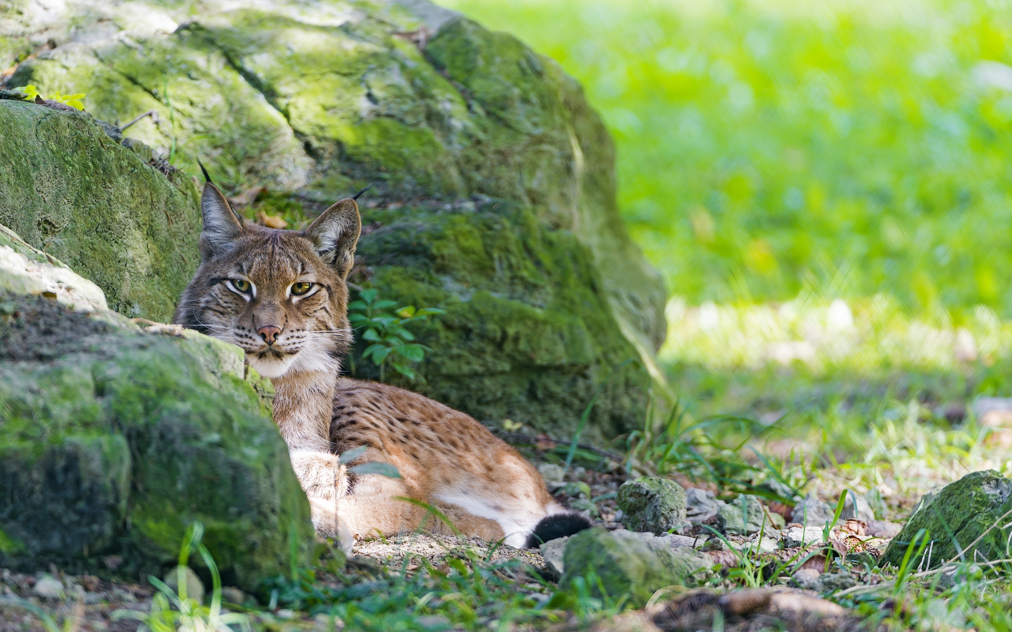 Рысь поисковый. Беловежская пуща Рысь. Рысь (Lynx Lynx) в дикой природе. Рысь Лесная кошка. Сибирская Рысь.