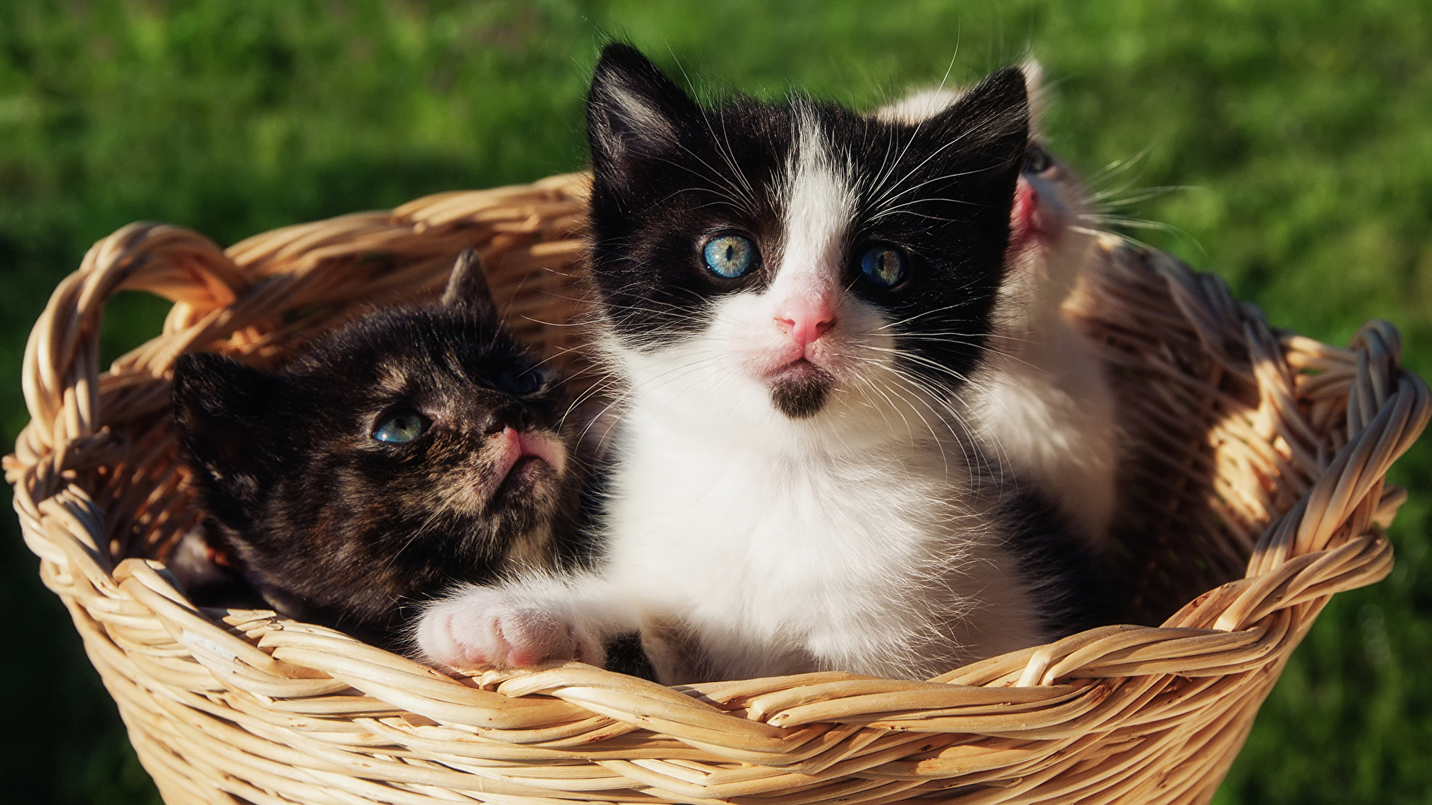 Домашние картинки. Домашние животные. Котята в корзинке. Красивые домашние животные. Кошка с котятами в корзинке.