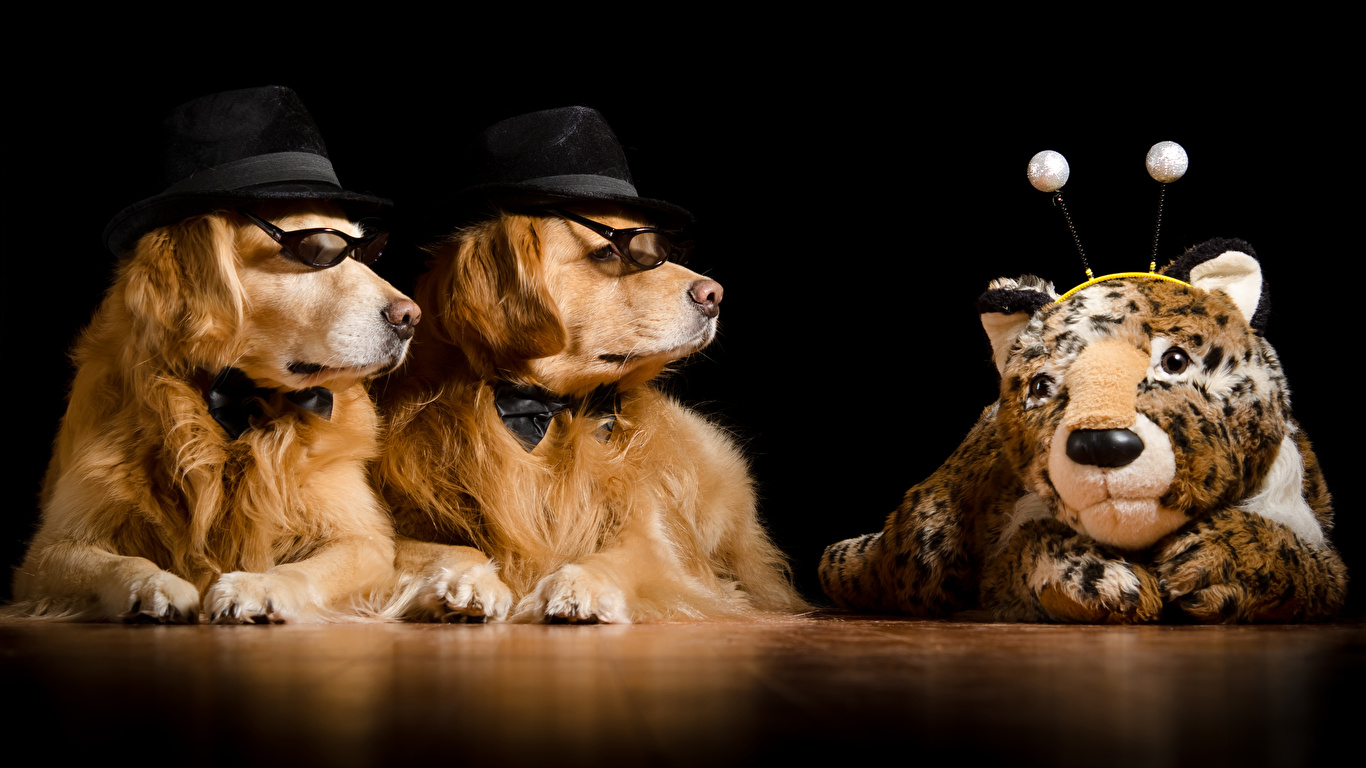 Photo Retriever Dogs Funny Two Hat Glasses Animal Black 1366x768