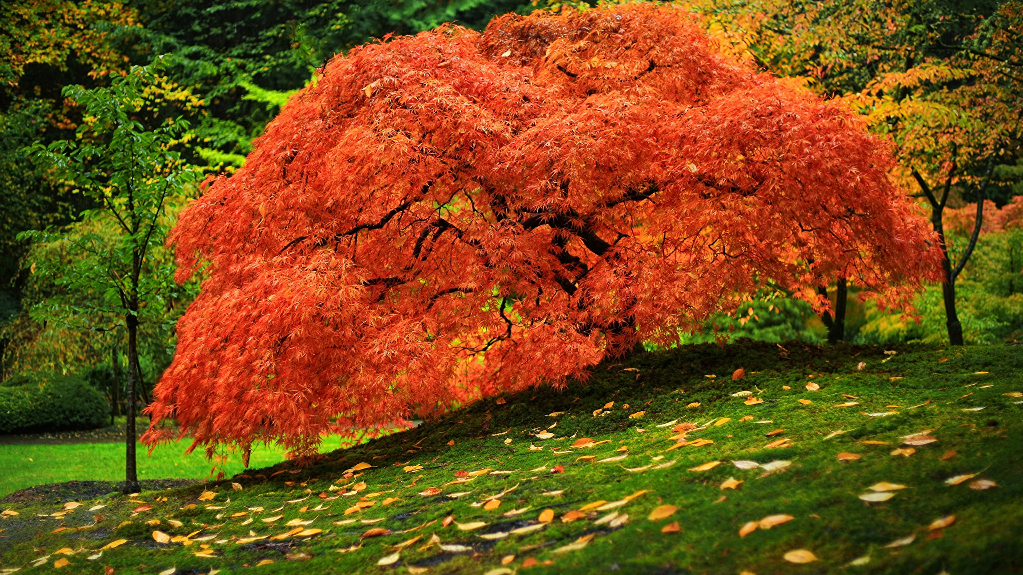 Красивое красное дерево. Клен японский красный. Клен Гиннала. Клен японский Гинналла. Клен Гиннала дерево.