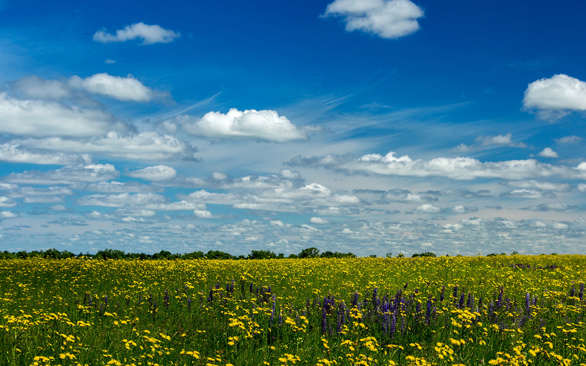 Fondos De Pantalla 1920x1200 Campos Cielo Dientes De León Nube Naturaleza Descargar Imagenes 8559