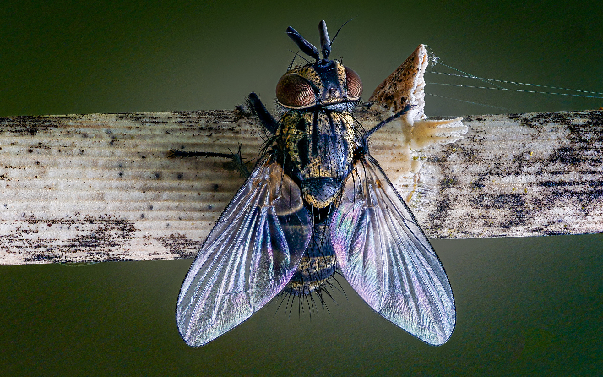 Bakgrunnsbilder Fluer Insekter Vinger Tachinid fly Dyr Nærbilde 1920x1200