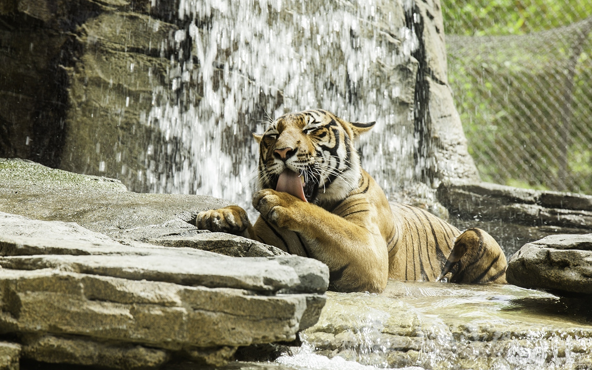Картинка Тигры Камни животное 1920x1200 тигр Камень Животные
