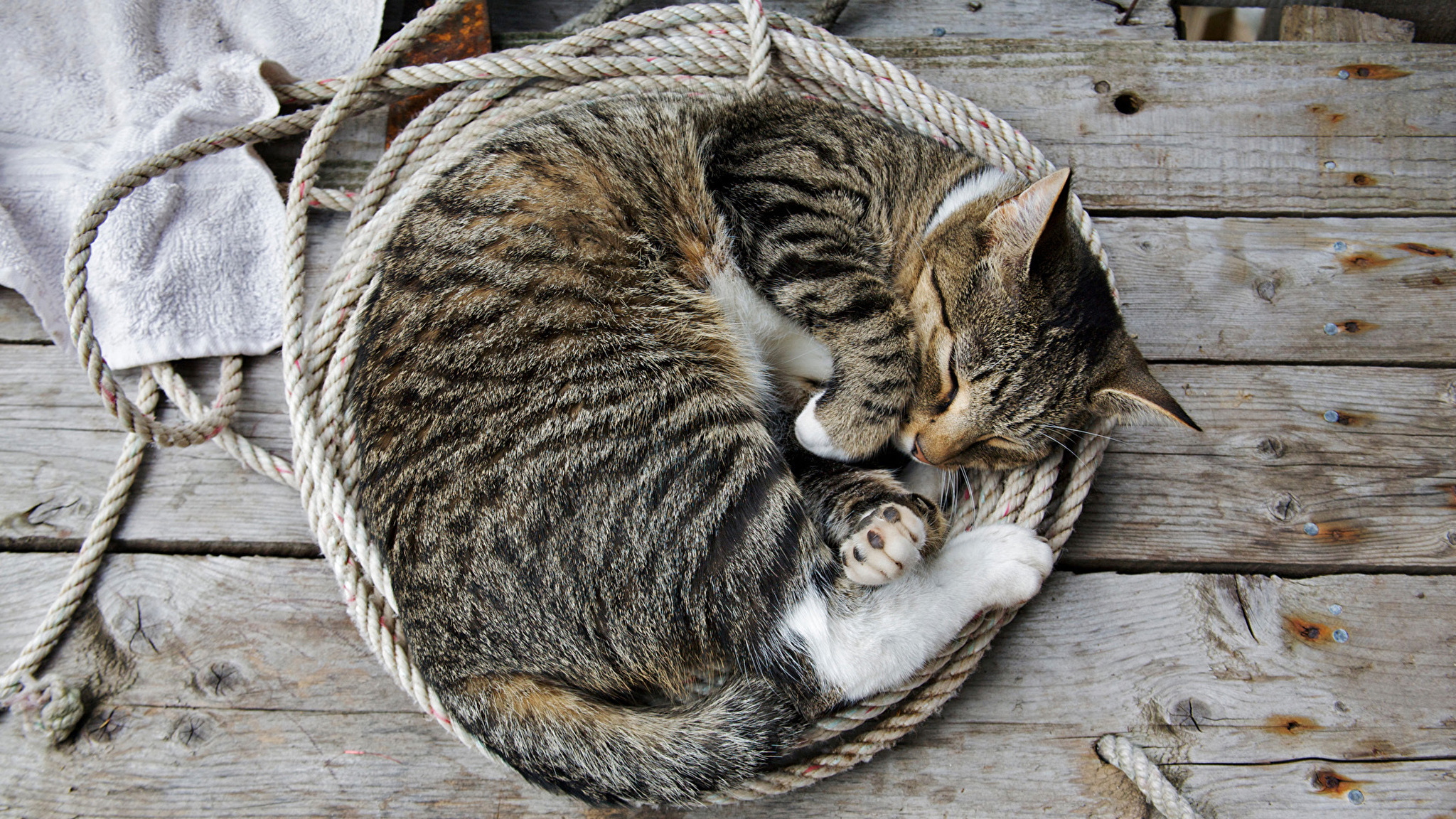 Почему животные спят свернувшись в клубок. Спящие кошки. Кот лежит клубочком.