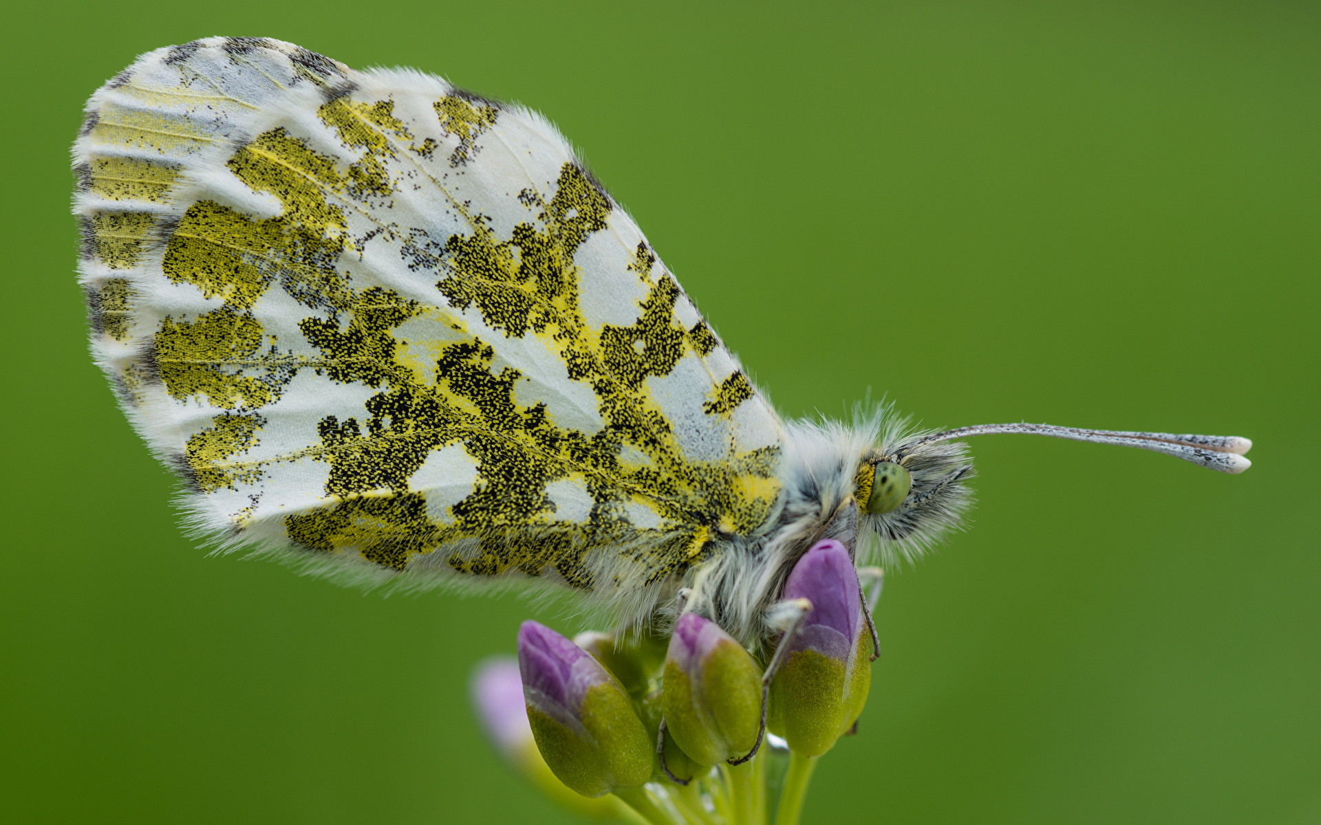 Sfondi del desktop Insetti Farfalla anthocharis cardamines Animali Da vicino 1920x1200 insecta farfalle animale