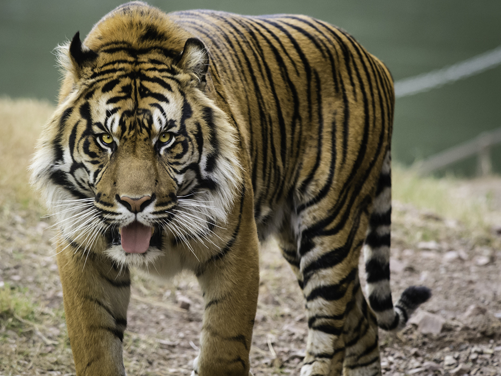 Fotos Tiger Tiere 1600x1200 ein Tier