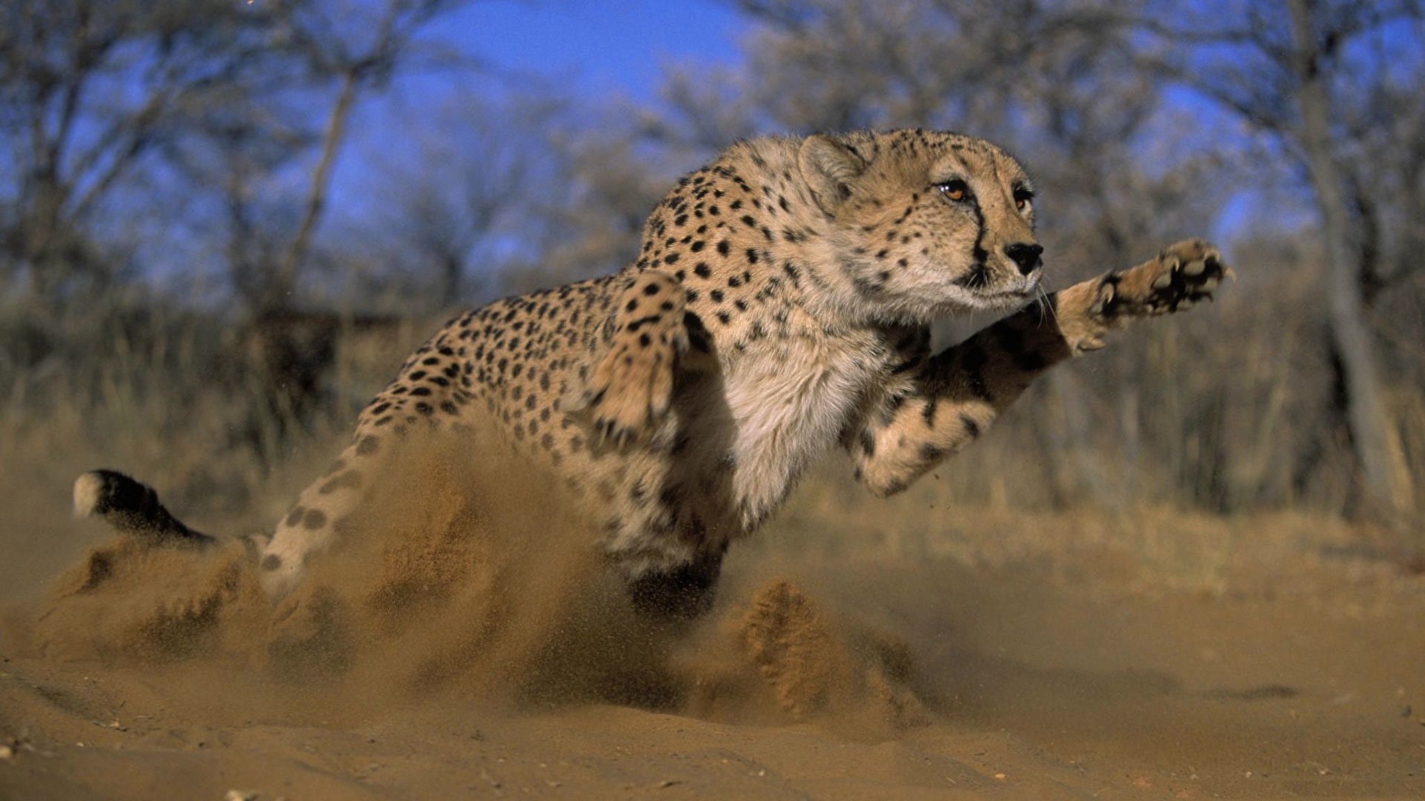 Движение первых дикая природа. Гепард в саванне. Берберийский леопард. Лайри гепард. Африка Саванна гепард.