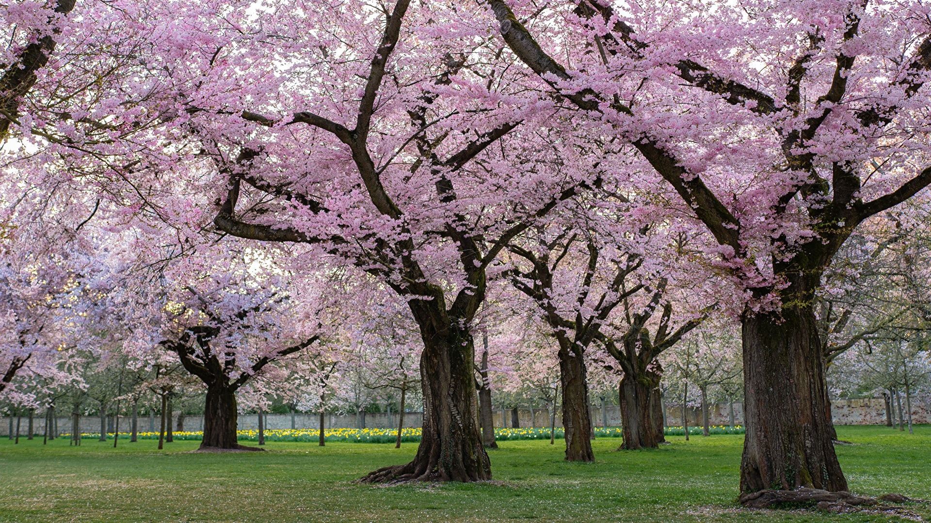 壁紙 19x1080 ガーデン 公園 春 花の咲く木 Decorative Cherry 木 サクラ 自然 ダウンロード 写真