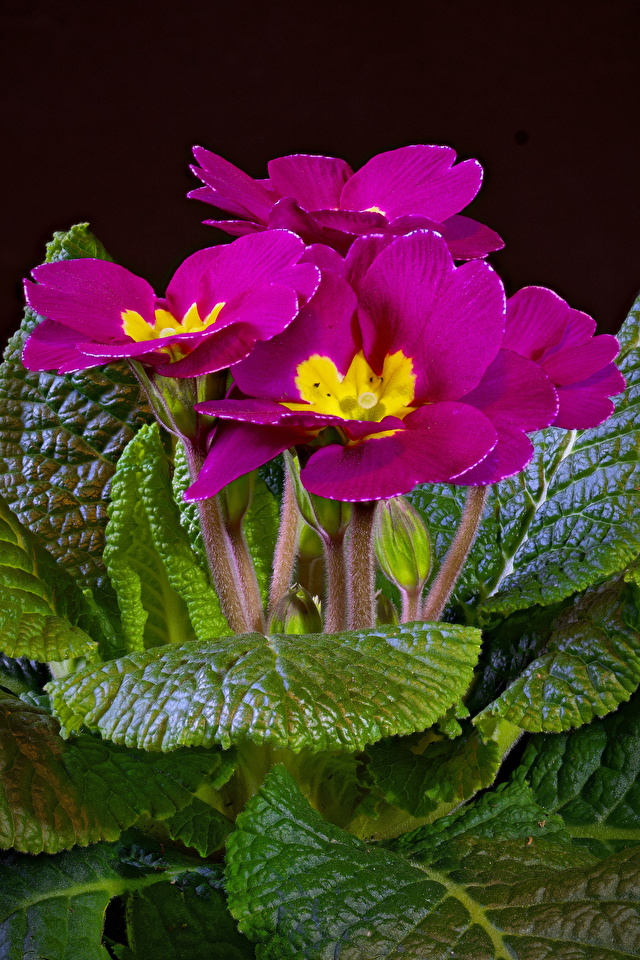 zdjęcie różowa kwiat Pierwiosnek zbliżenie Czarne tło 640x960 dla Telefon komórkowy różowe Różowy kolor Kwiaty Z bliska na czarnym tle
