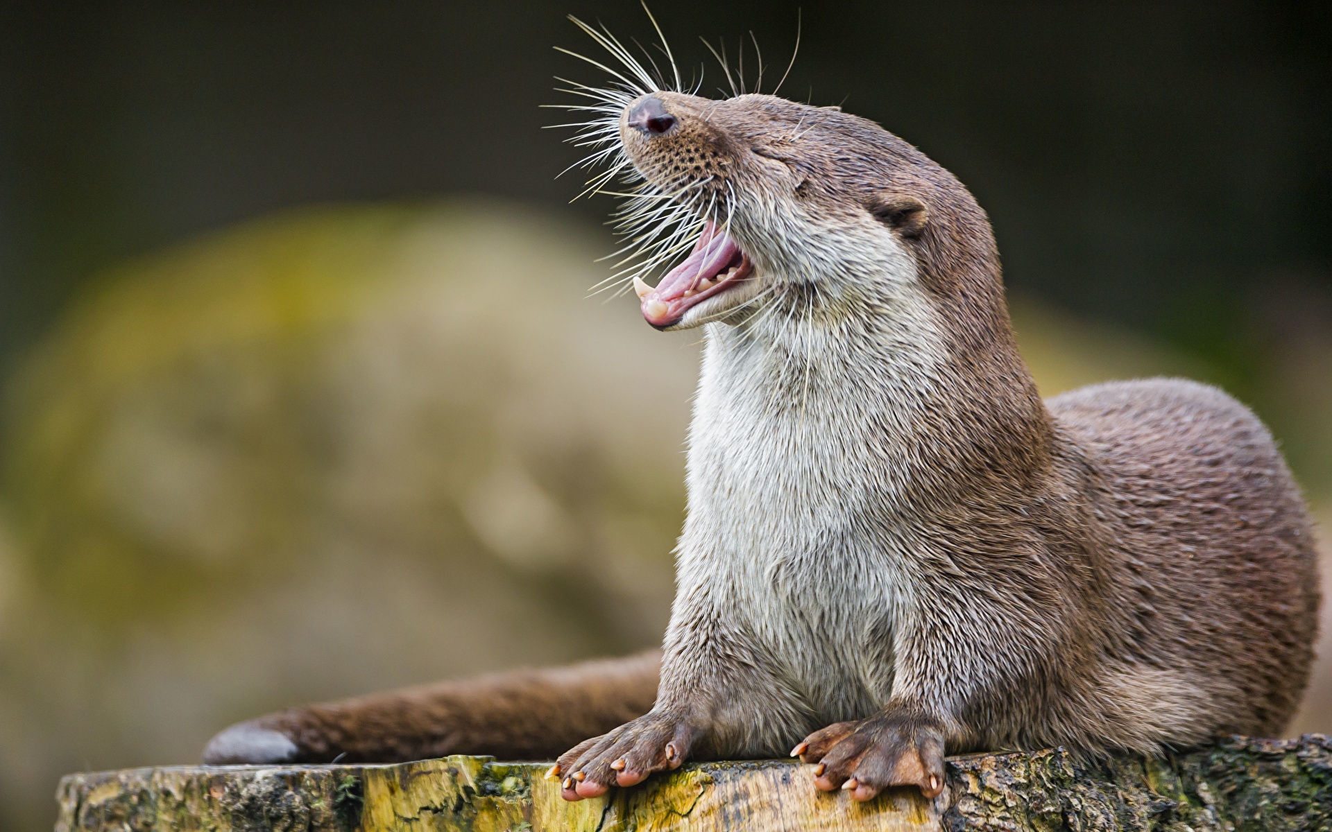 壁紙 19x10 ユーラシアカワウソ True Otter 切り株 動物 ダウンロード 写真