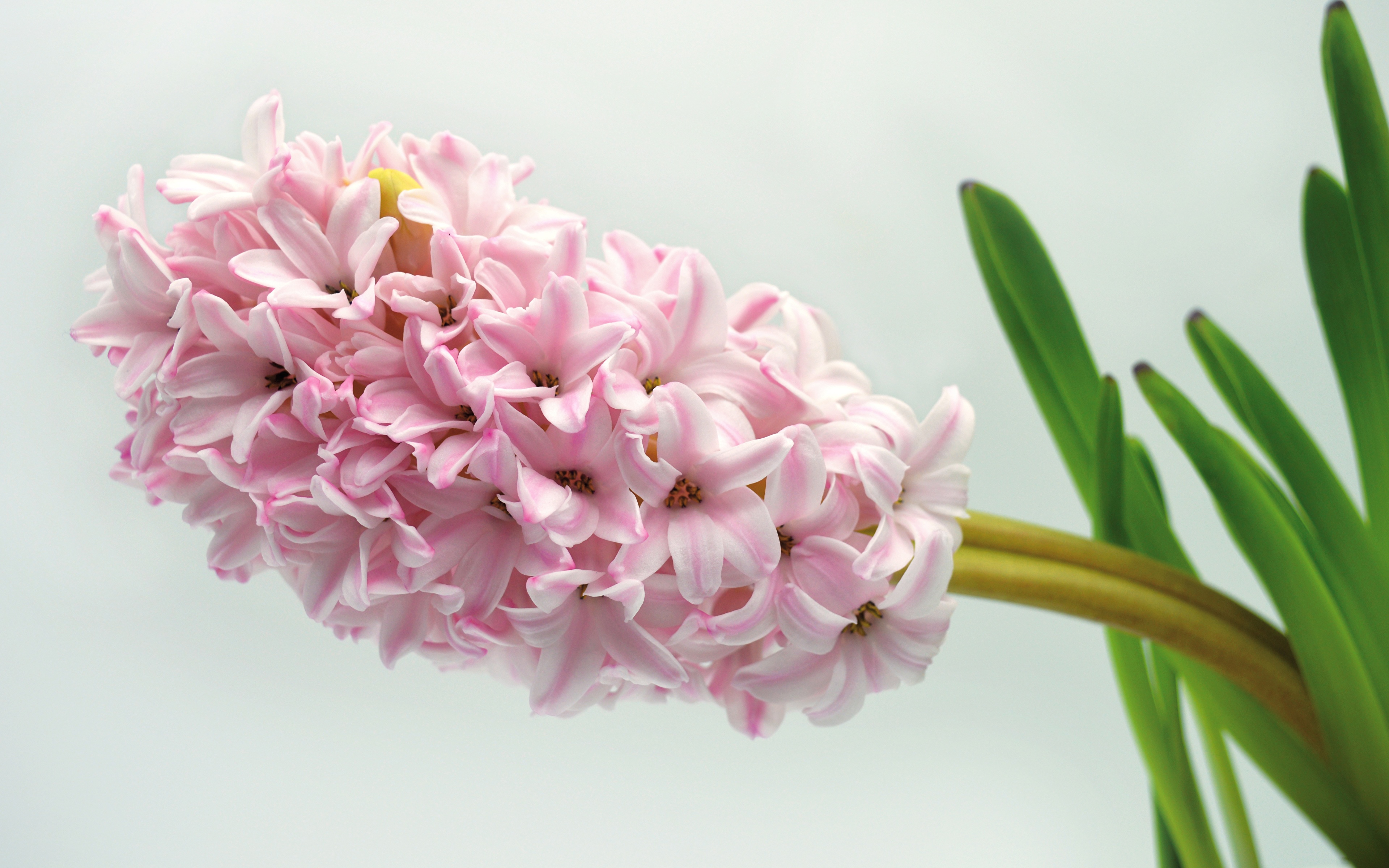 Bilde Rosa farge blomst Hyacinth Nærbilde 3840x2400 Blomster hyacinter hyasintslekta