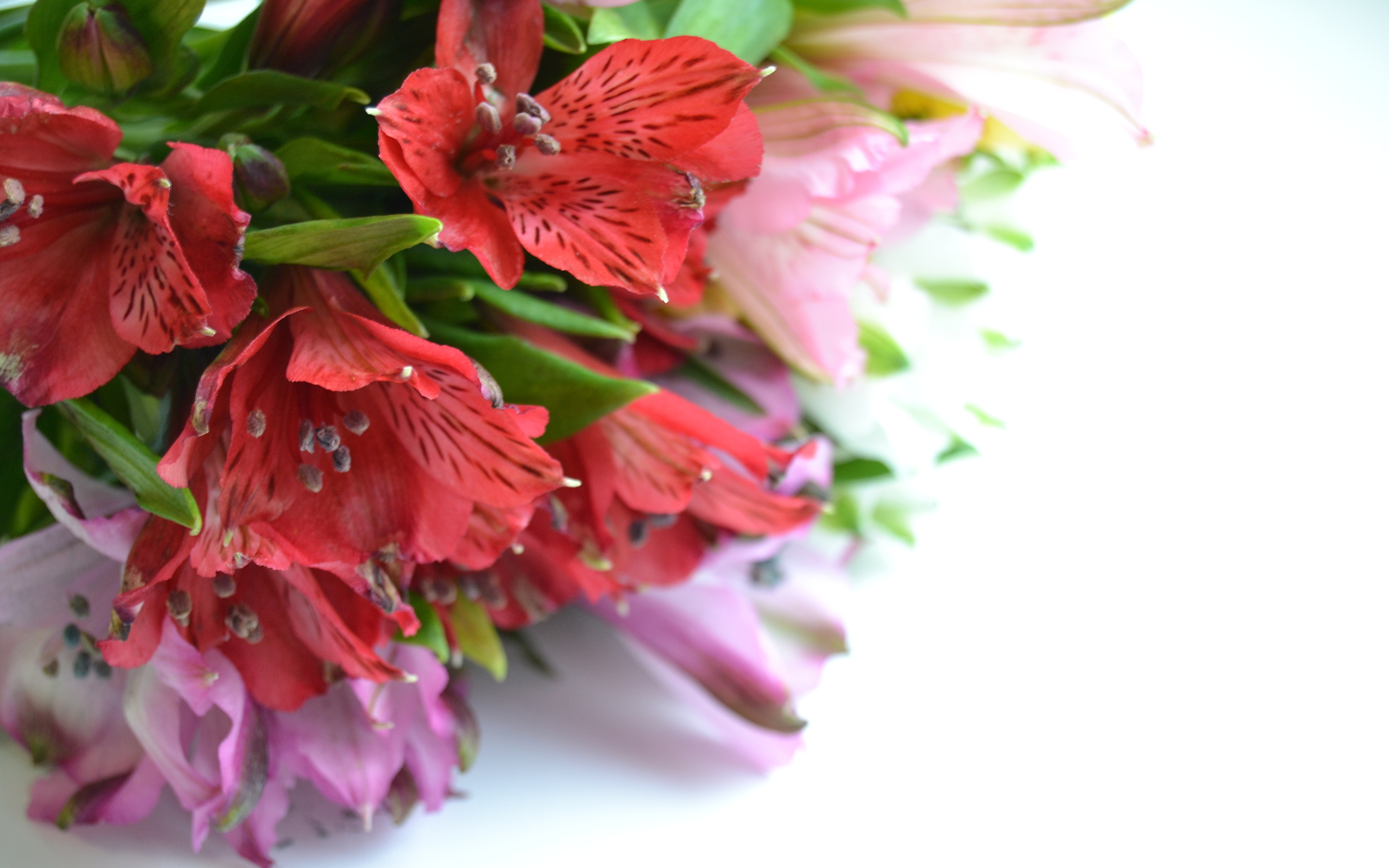 Photos flower Alstroemeria 3840x2400