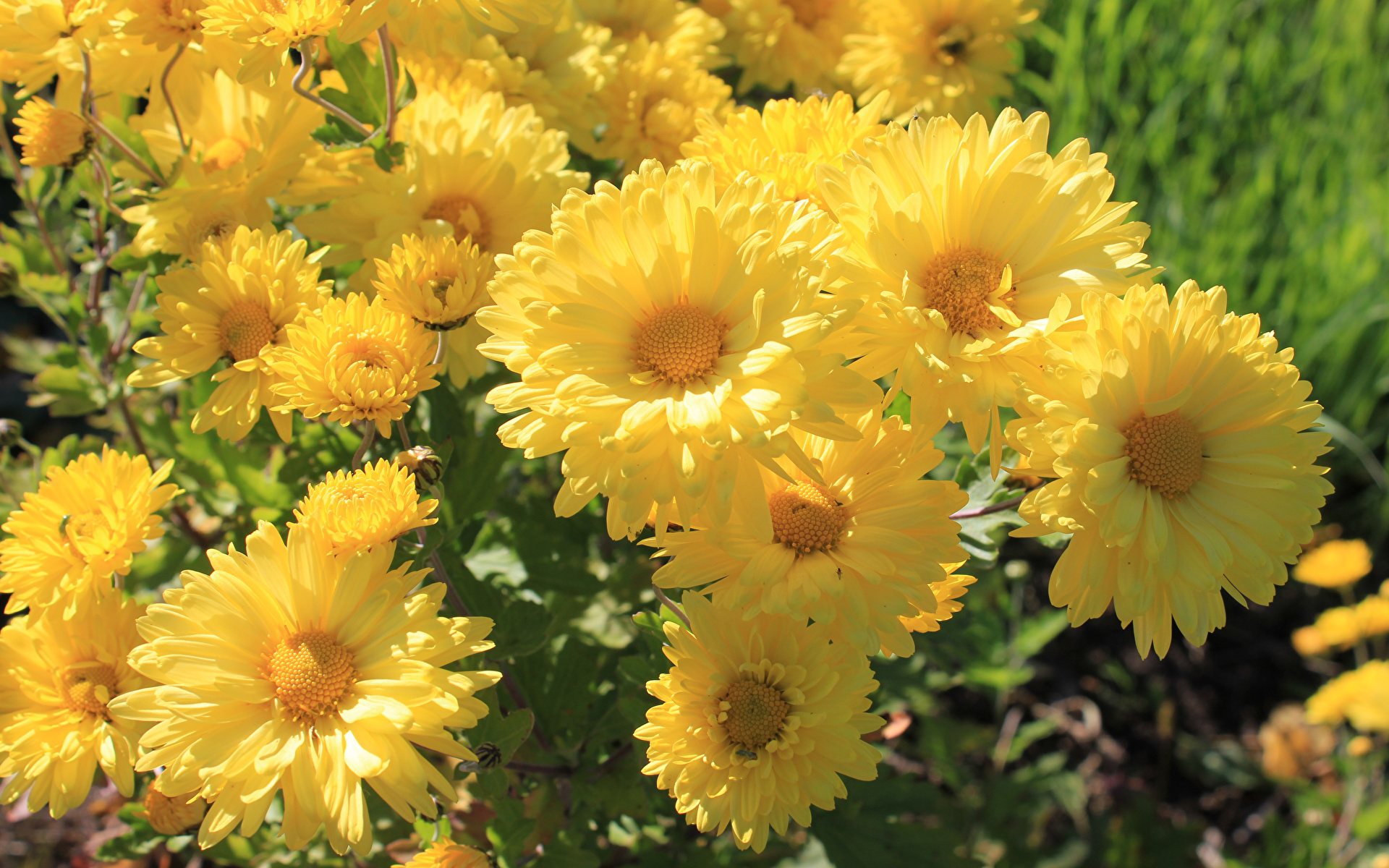 Pictures Yellow Mums flower Closeup 1920x1200