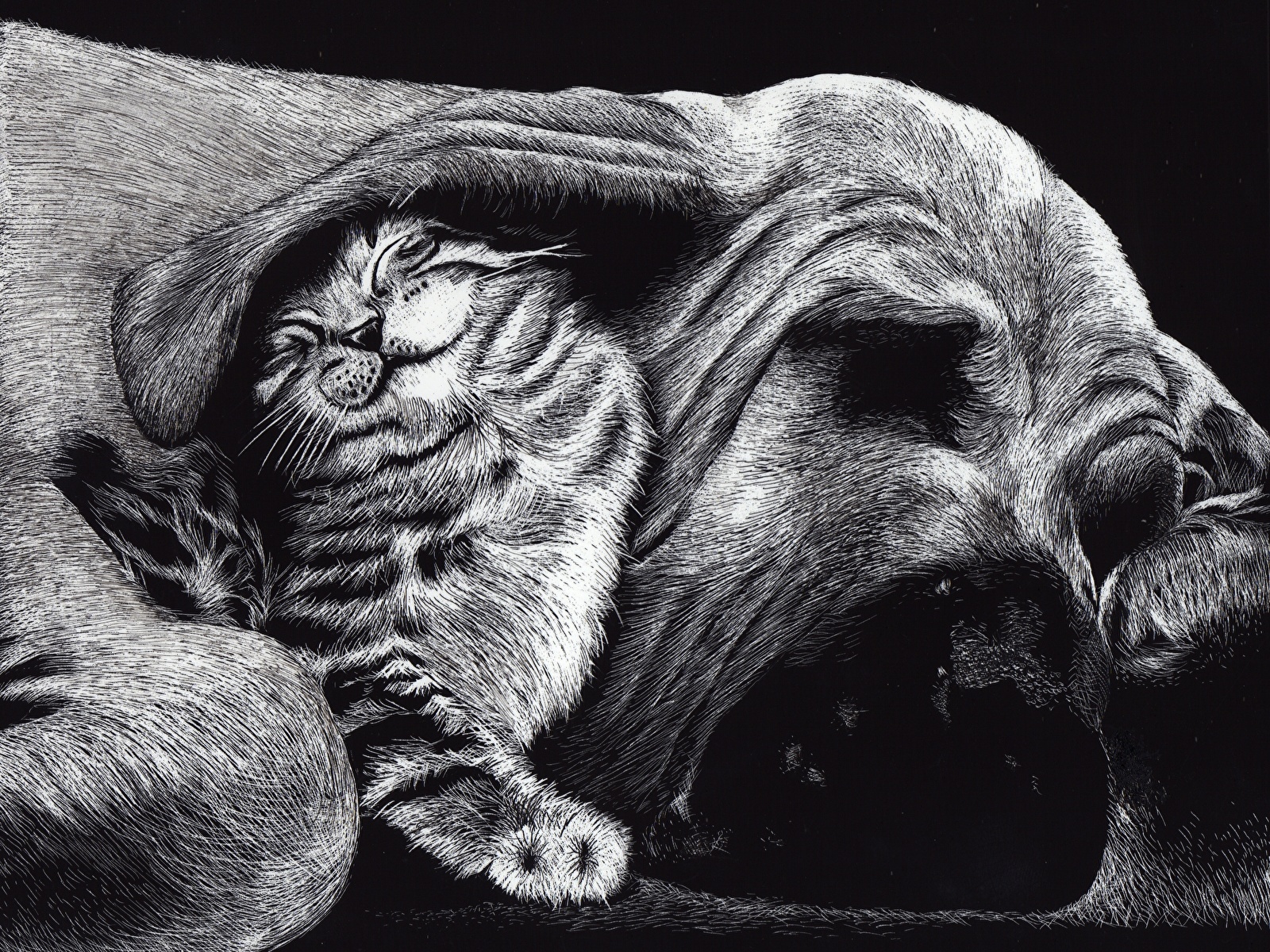 壁紙 1600x10 描かれた壁紙 イヌ 飼い猫 Friends 白黒 2 二つ 眠る おもしろい 動物 ダウンロード 写真
