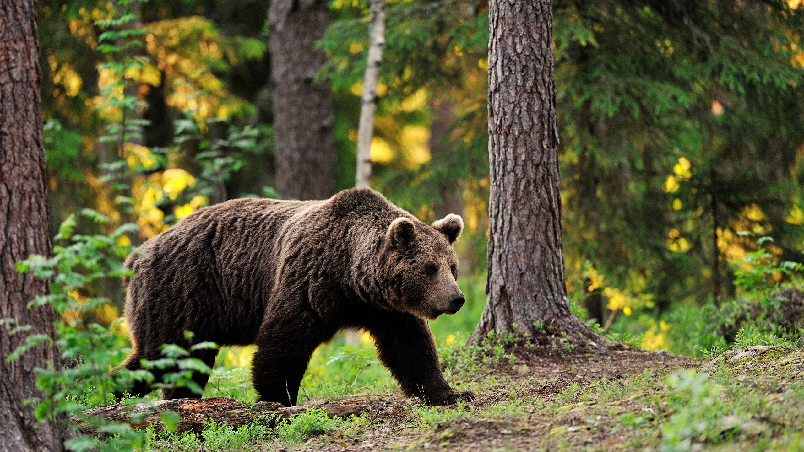 Photos Grizzly Forests animal 2560x1440