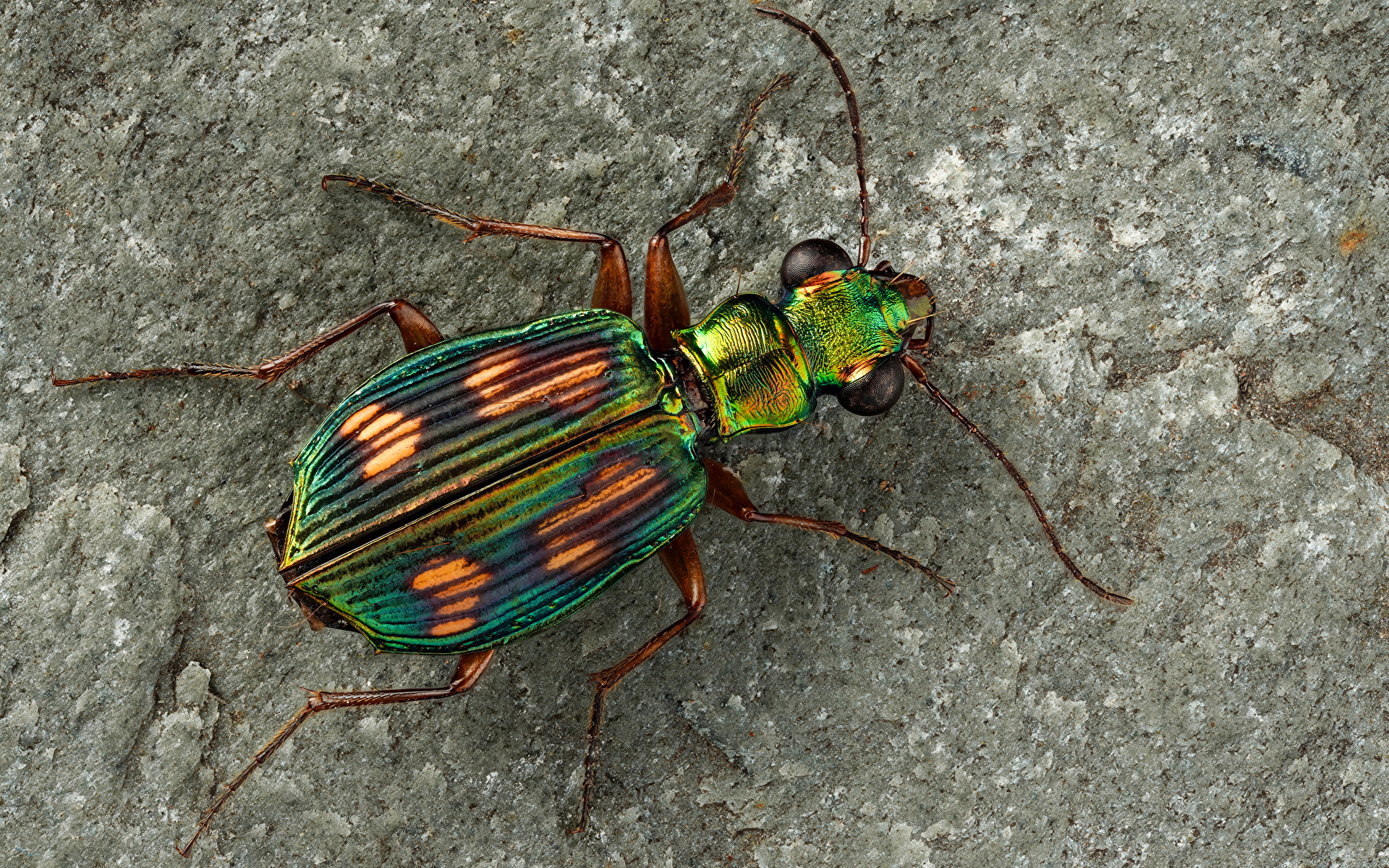 Фотография Жуки насекомое pericalus вблизи животное 1920x1200 Насекомые Животные Крупным планом