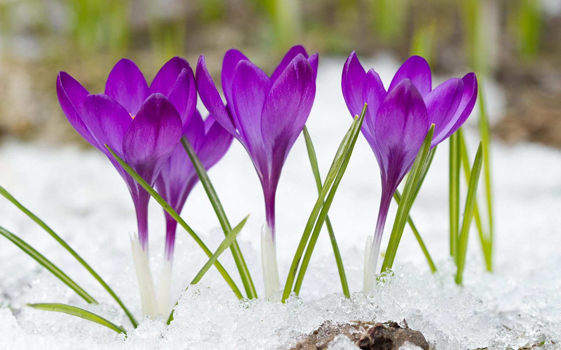 Photo Violet Snow Flowers Crocuses Closeup 1920x1200