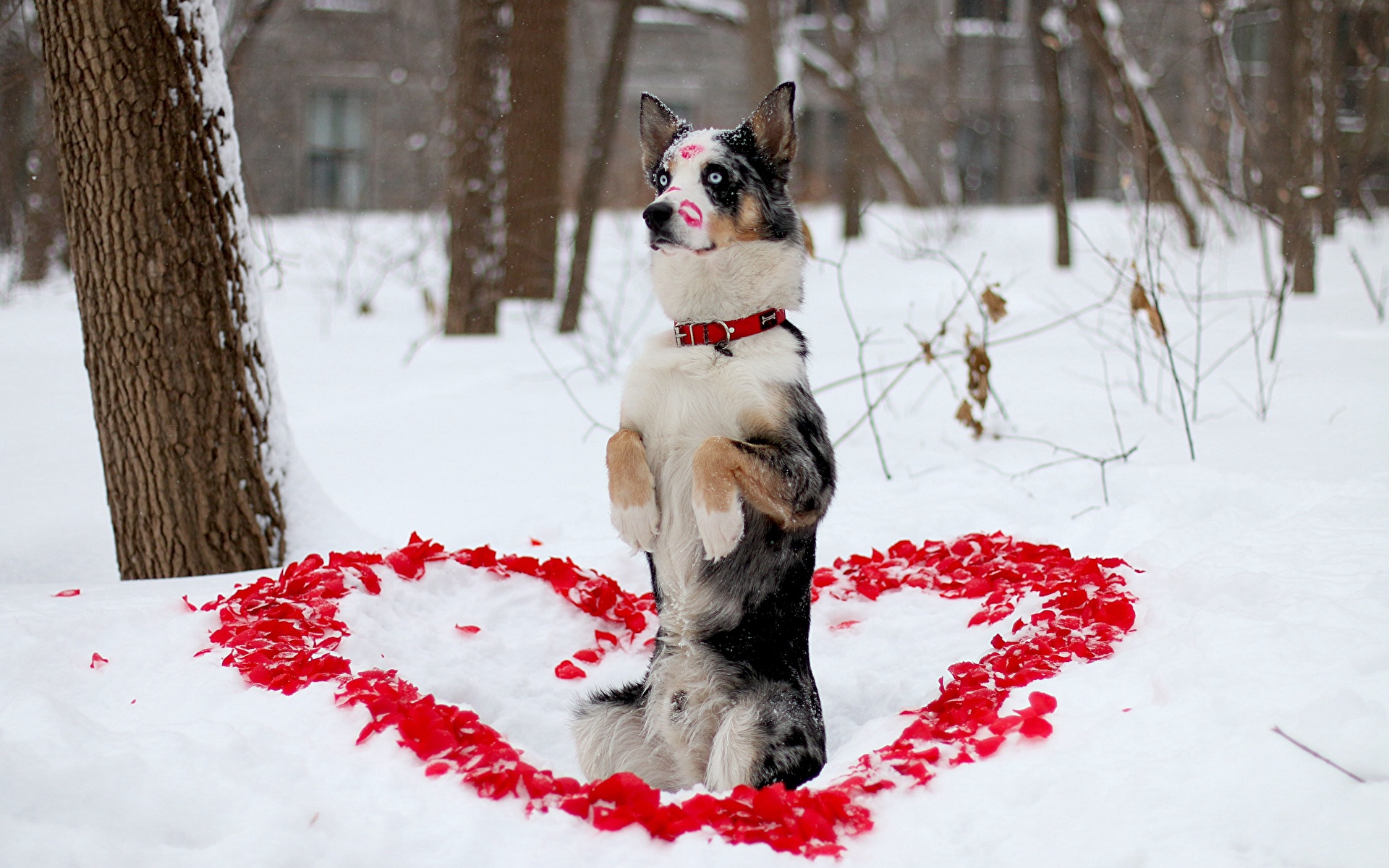 Обои для рабочего стола Бордер-колли Собаки Сердце снега Животные 1920x1200 собака серце сердца сердечко Снег снегу снеге животное