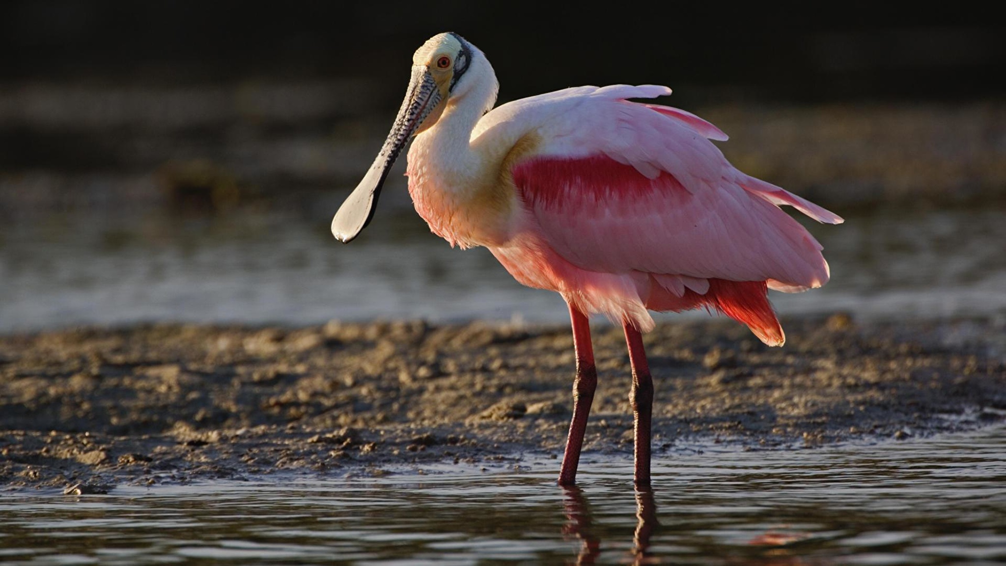 Розовый пеликан красная. Мандра Фламинго Пеликаны. Колпица. Цапля. Птицы похожие на Фламинго.
