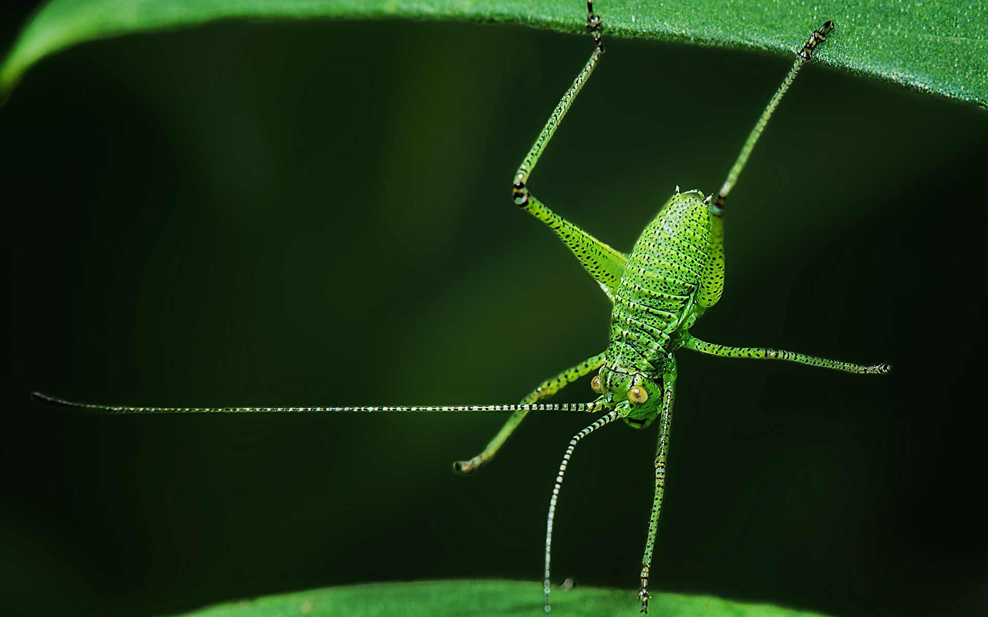 Wallpaper Grasshoppers Green Closeup Animals 1920x1200