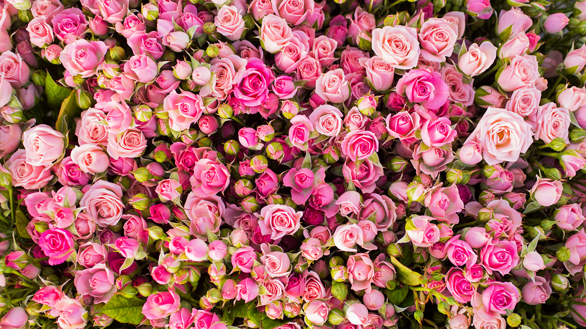 Fondos De Pantalla 1920x1080 Rosas Muchas Rosa Color Flores Descargar